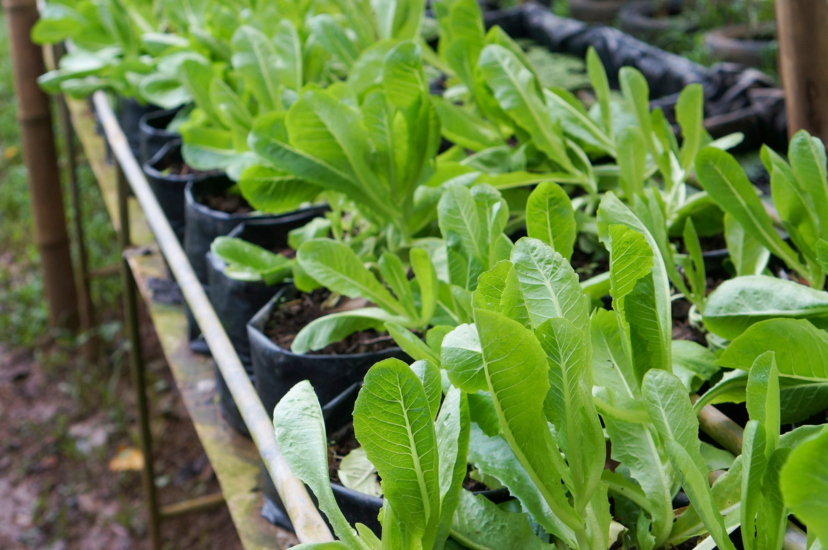 科学种植苋菜：从播种到收获的完整指南