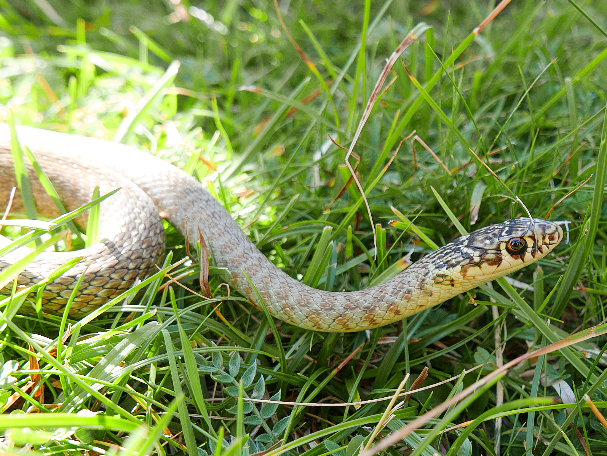 closeup photography of the snake hierophis viridiflavus, the gre