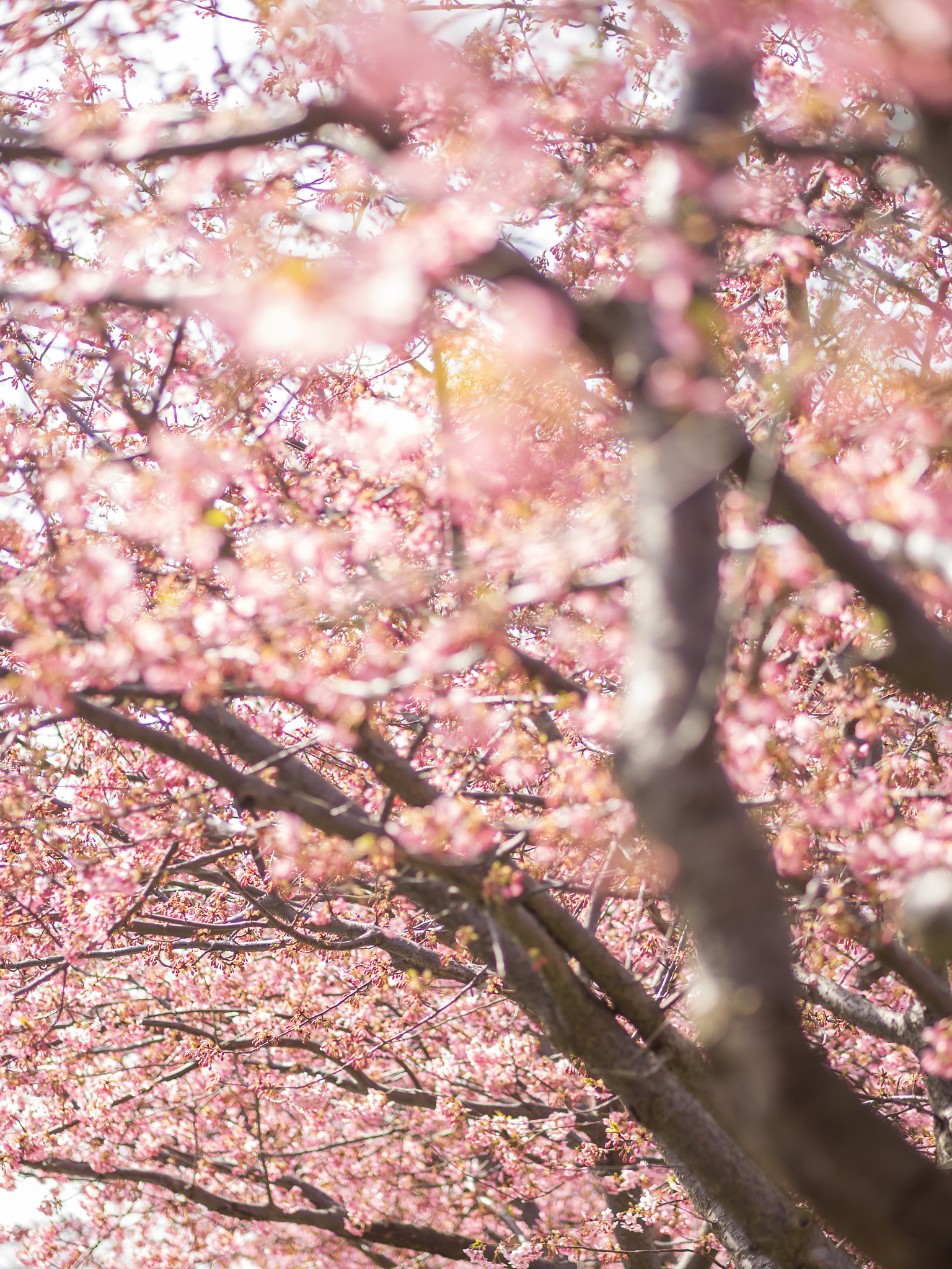 讲一小段樱花拍摄视频文案