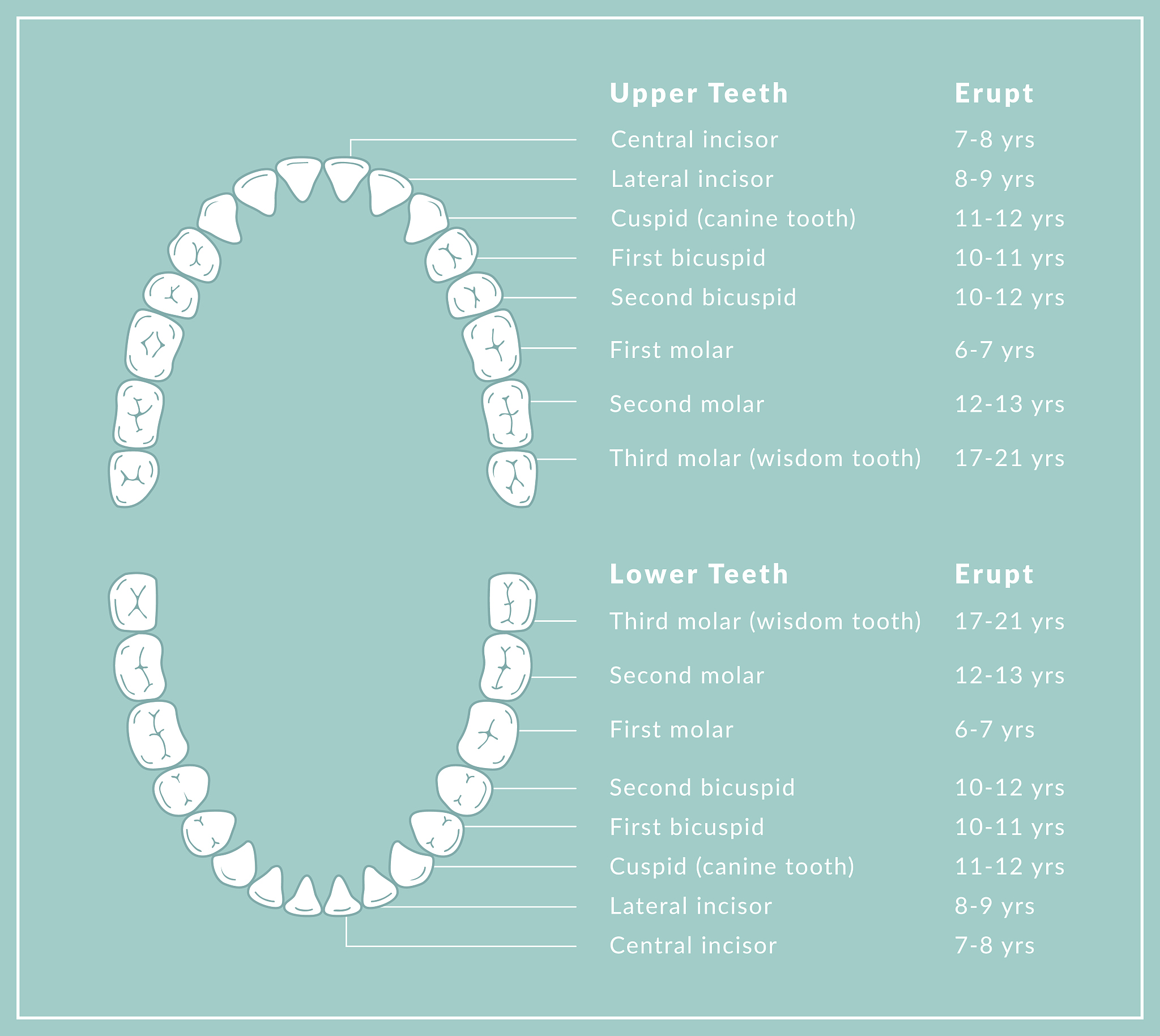 PT牙是什么牙？永久性乳牙的科普
