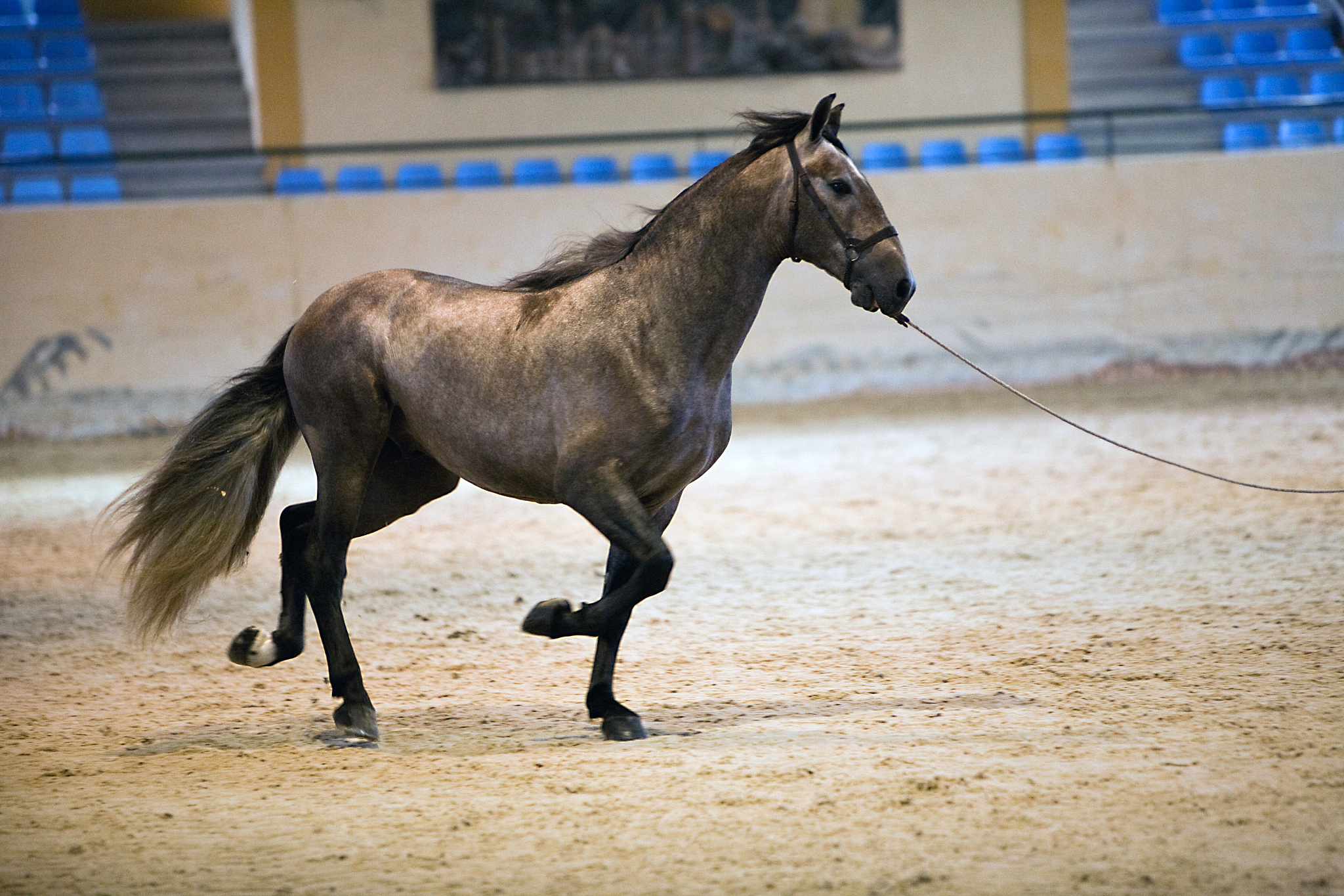 functionality testing  horses of purebred spanish