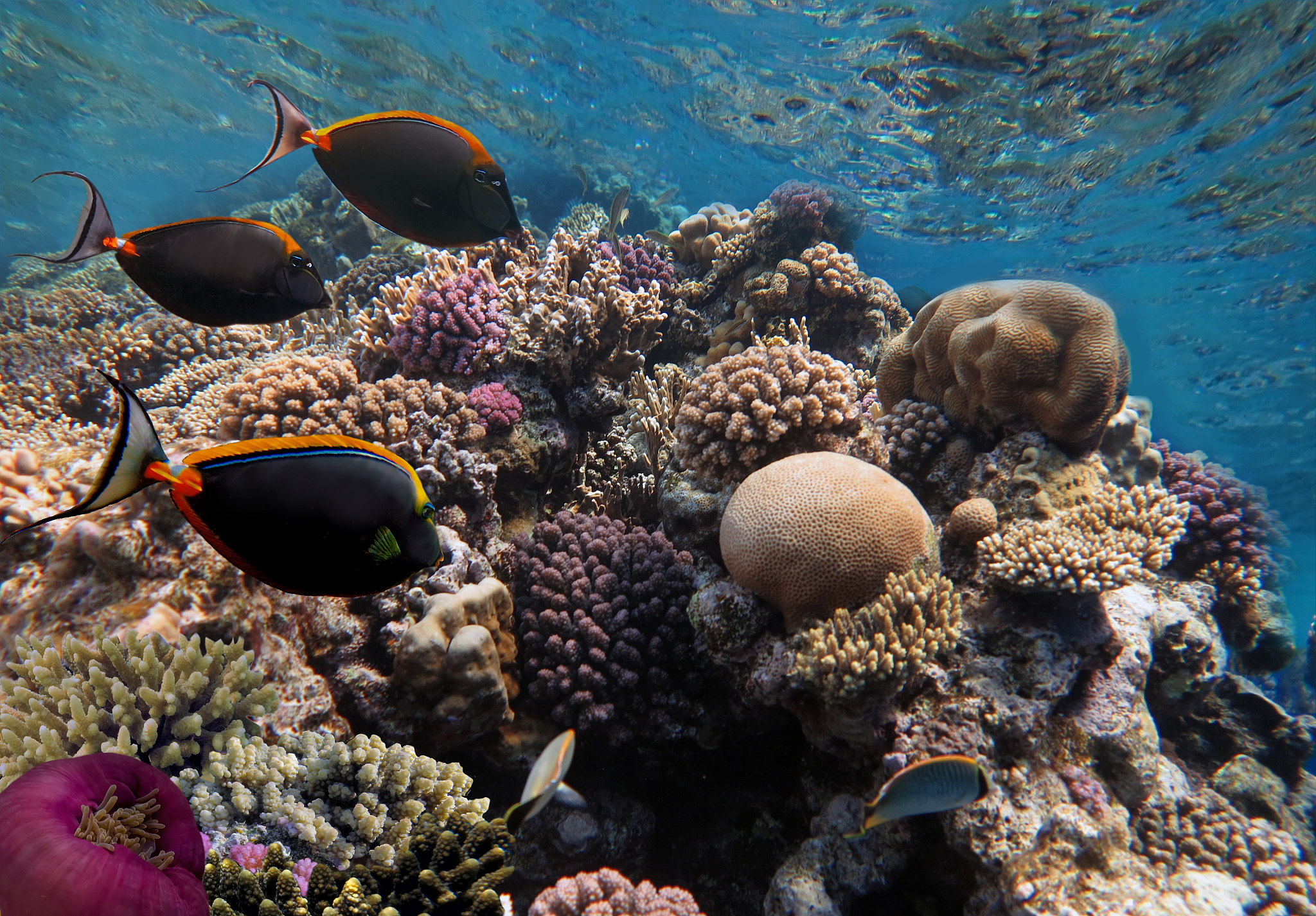 贪吃的小虎鲸》乐比和悠悠在海底探险但发现身边的工具和用品频频失踪而嫌疑人就是在附近游水的虎鲸宝宝。可虎鲸宝宝不知道把那些东西藏在了哪里到处都找不到。结果虎鲸宝宝突然肚子痛了起来原来是都被他吃了下去。乐比想了办法用臭袜子让虎鲸宝宝都吐了出来。虎鲸宝宝得到了教训也科普了自己的知识。EP29《贪玩的小海龟》乐比悠悠在海里遇见了一只落单的小海龟了解到了海龟与陆龟的区别并帮助小海龟顺着洋流找妈妈。根据以上两个内容写个脚本