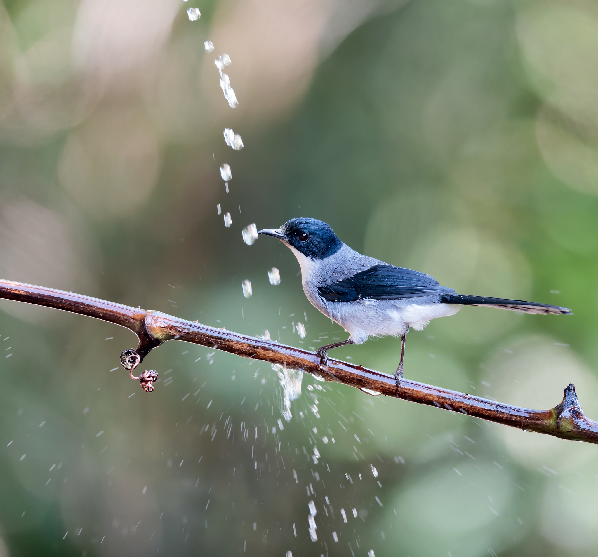 鼎鑫天然沙棘手工精油皂是否有去除黑头功效？