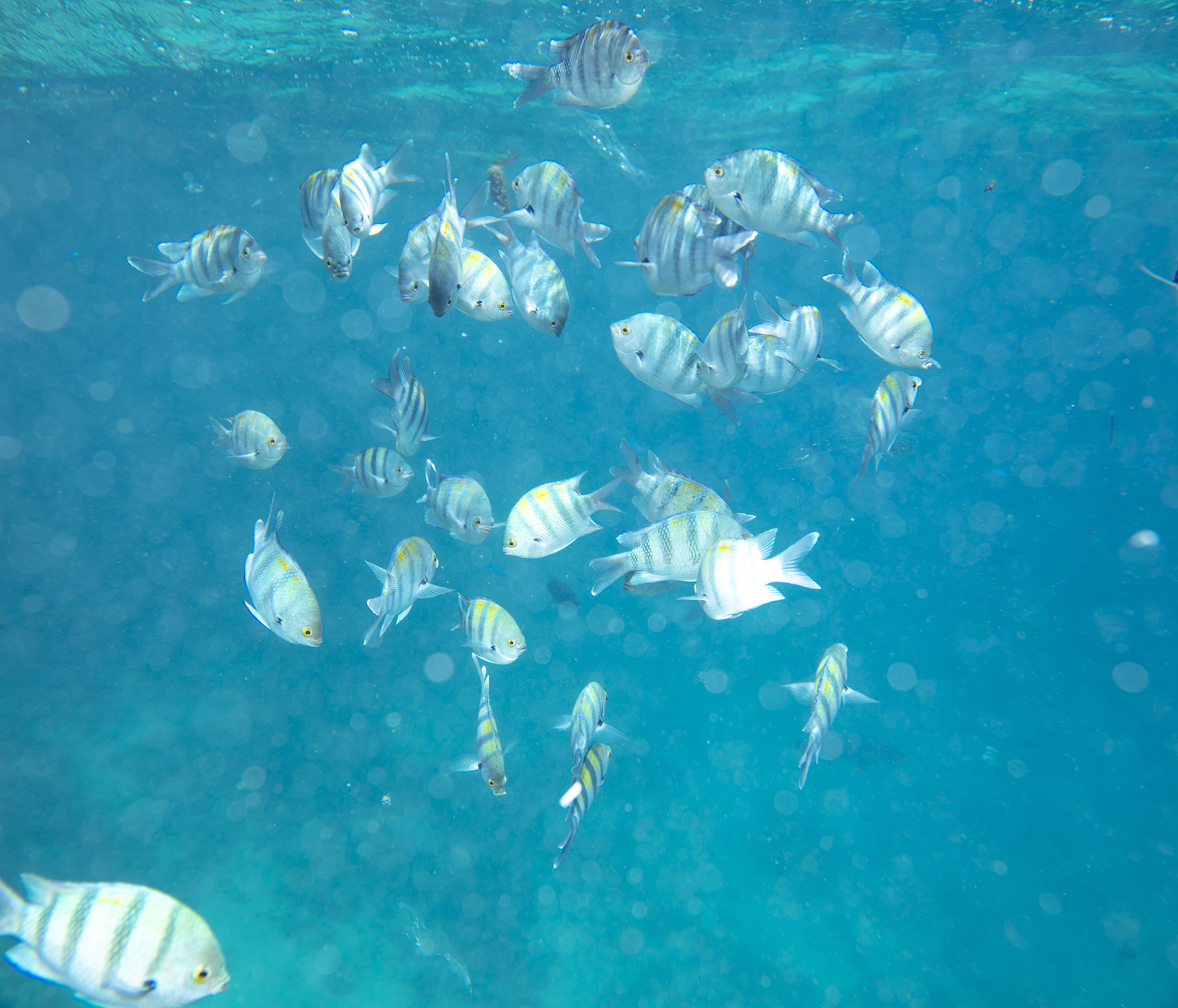探索海洋奥秘：揭示海洋生物多样性及其开发利用