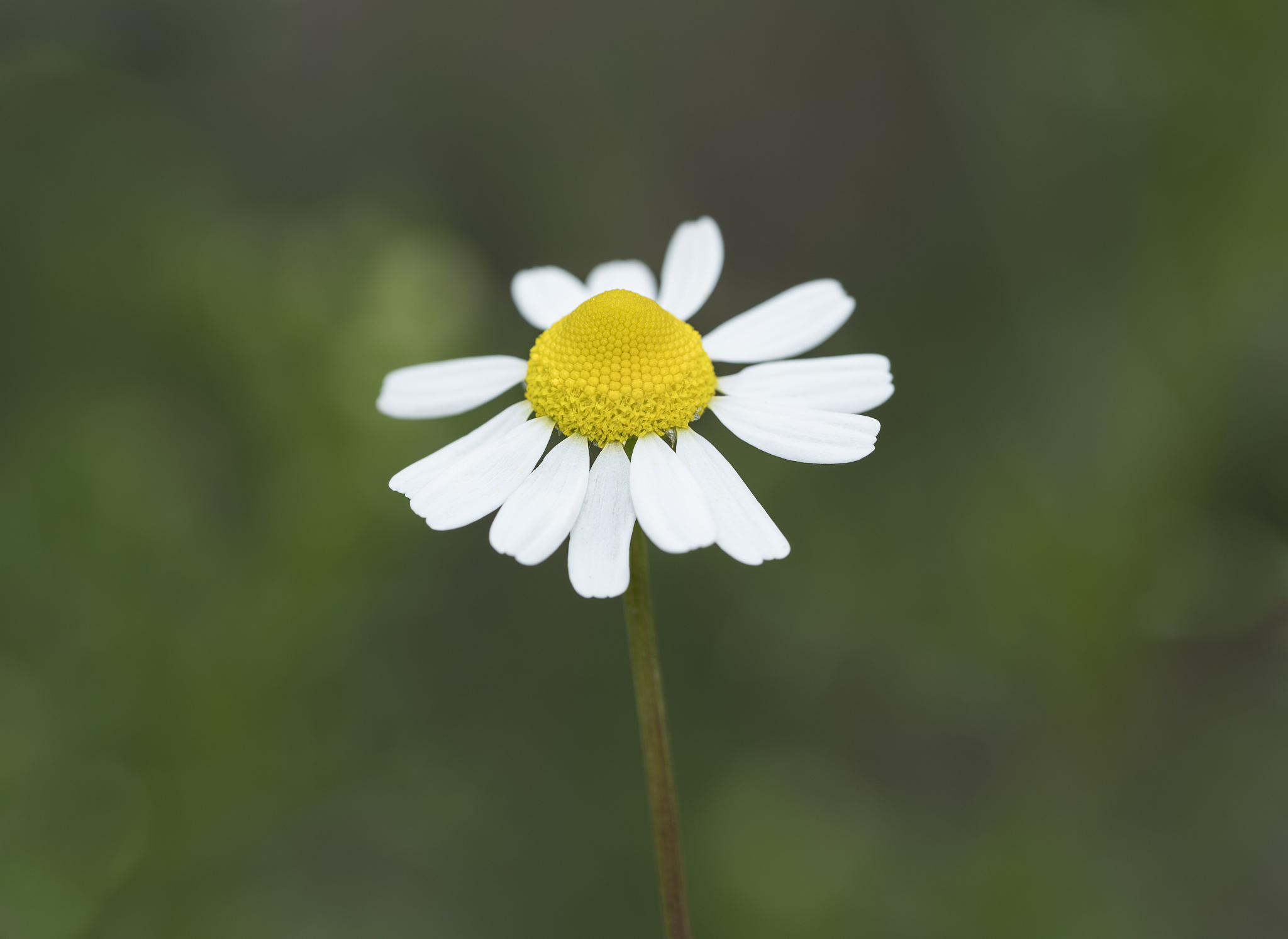 chamomile flower