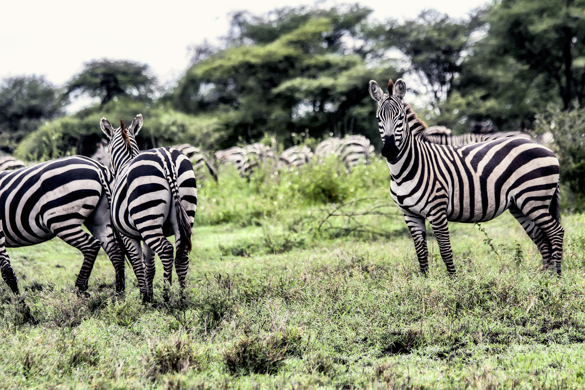 herd of zebras