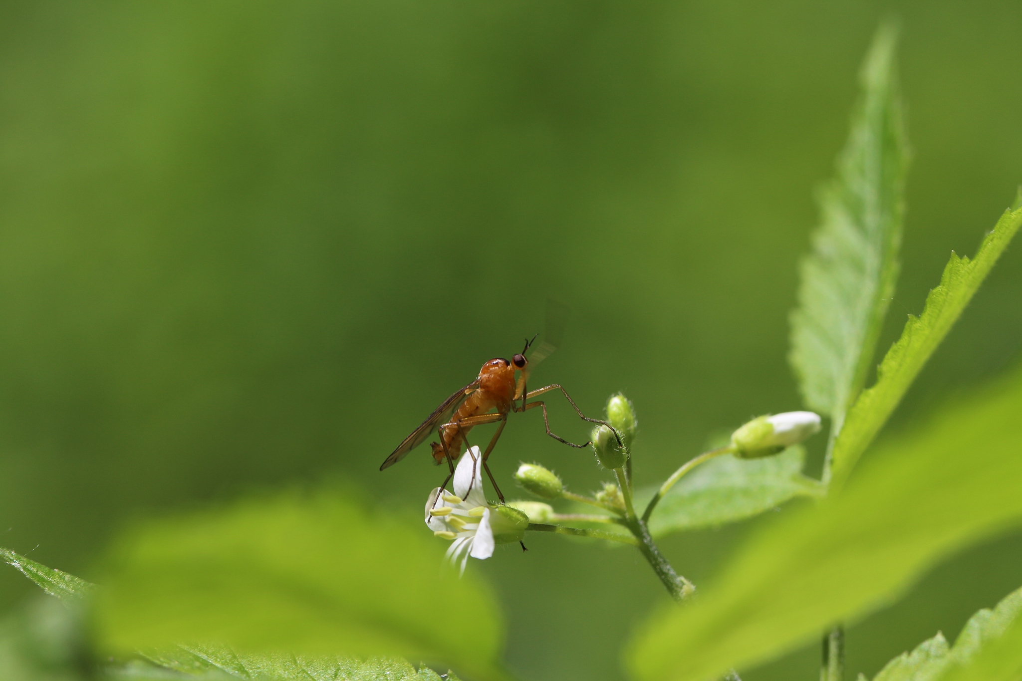 一只小苍蝇的夏日探险：拟人化的自然之旅
