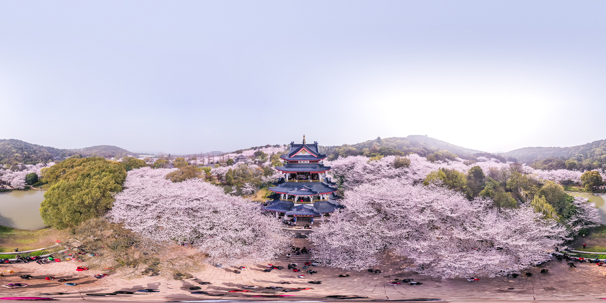 南京鸡鸣寺：樱花盛放，寂静山人现身