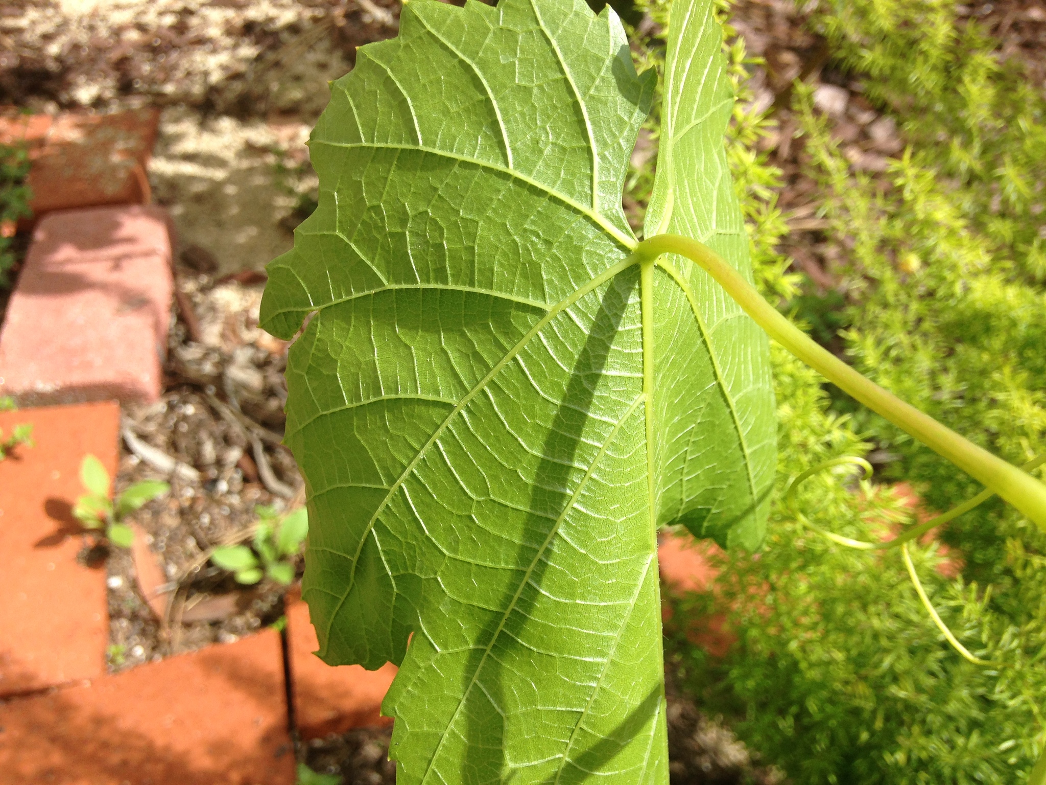 hanging green leaf