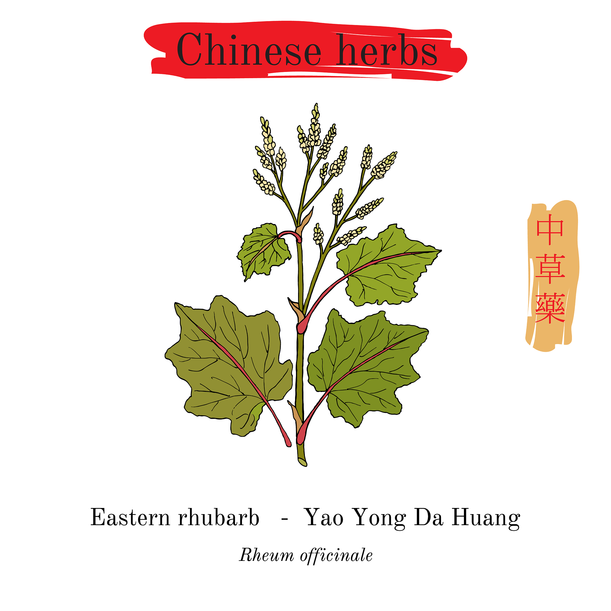 PHYTOCHEMISTRY 期刊：植物化学研究的领先平台