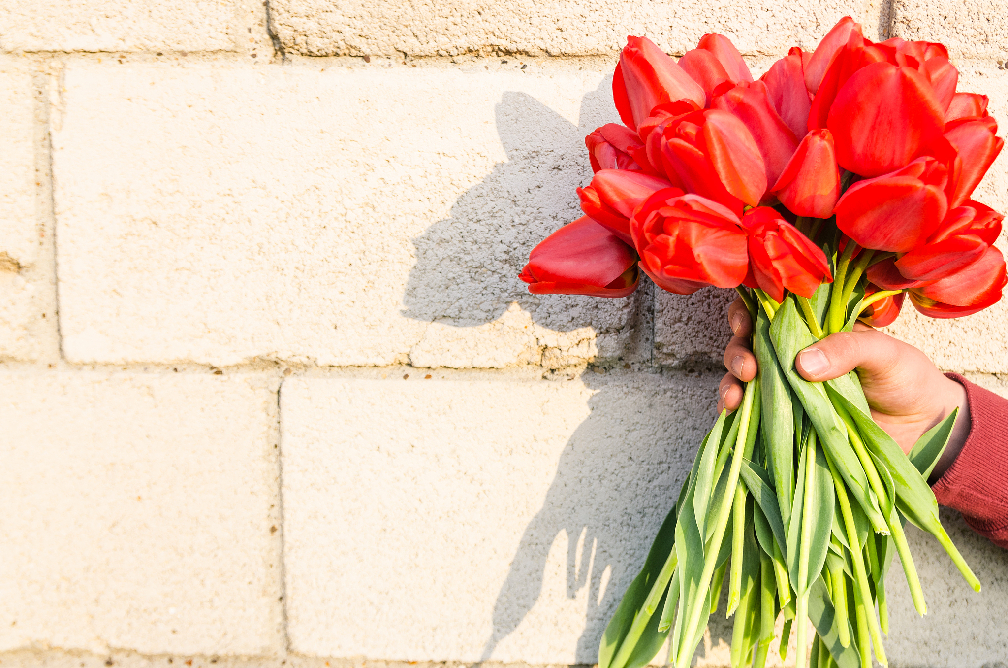 red tulips in the man hands