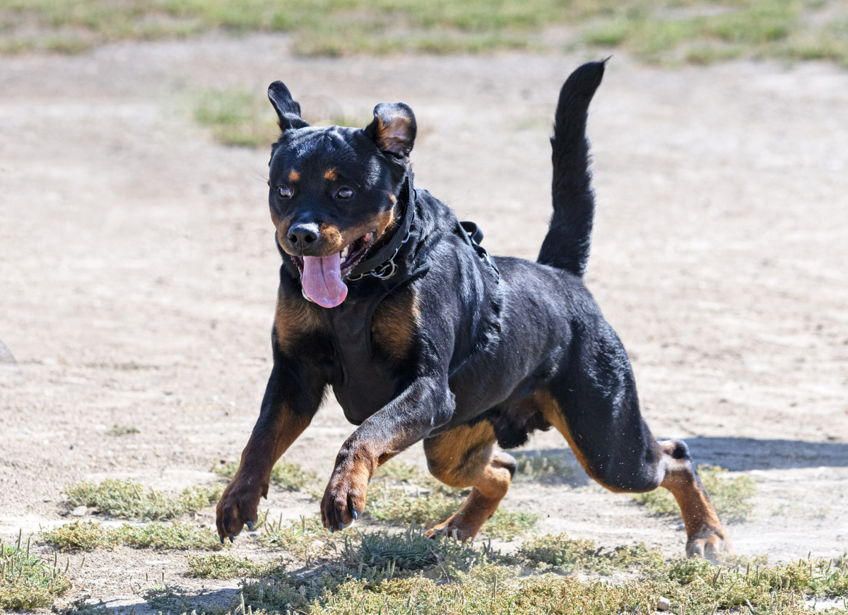 洛威犬（洛威犬与罗威纳的区别）