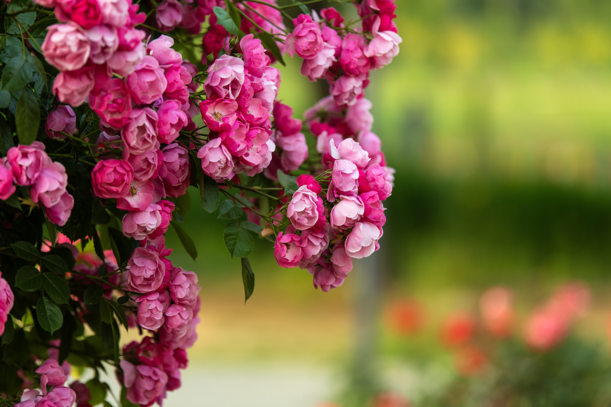 朋友：你喜欢花吗？如果有是什么类型？我喜欢各种花我该如何回答？