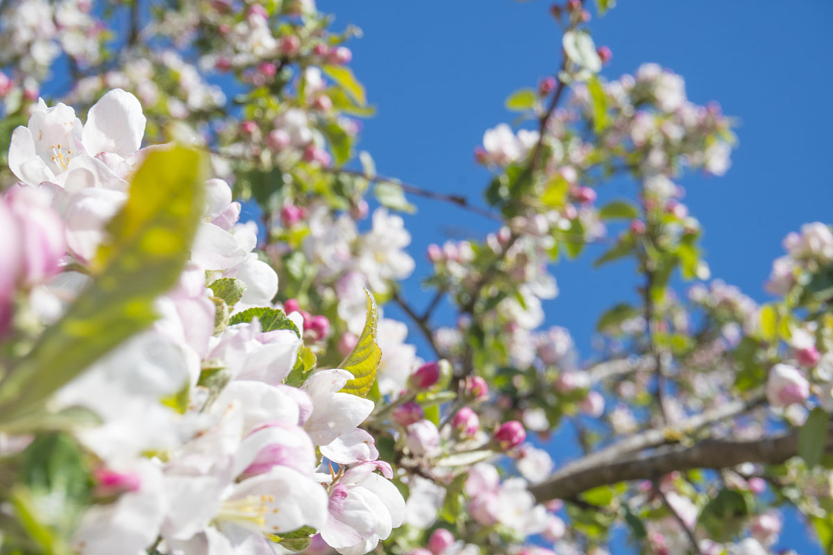那年花开：时光静好，花开如梦