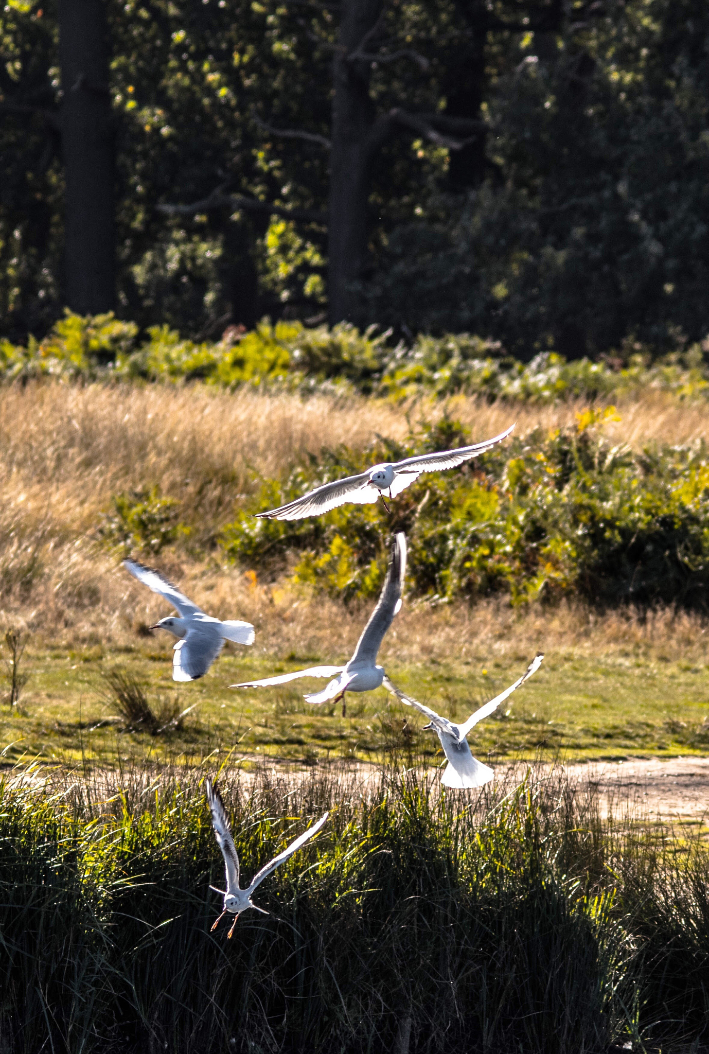 观鸟目的地开发：基于博客分析的游客特征和偏好研究