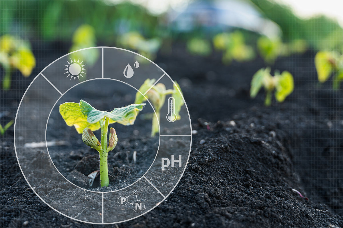 镁对植物的影响