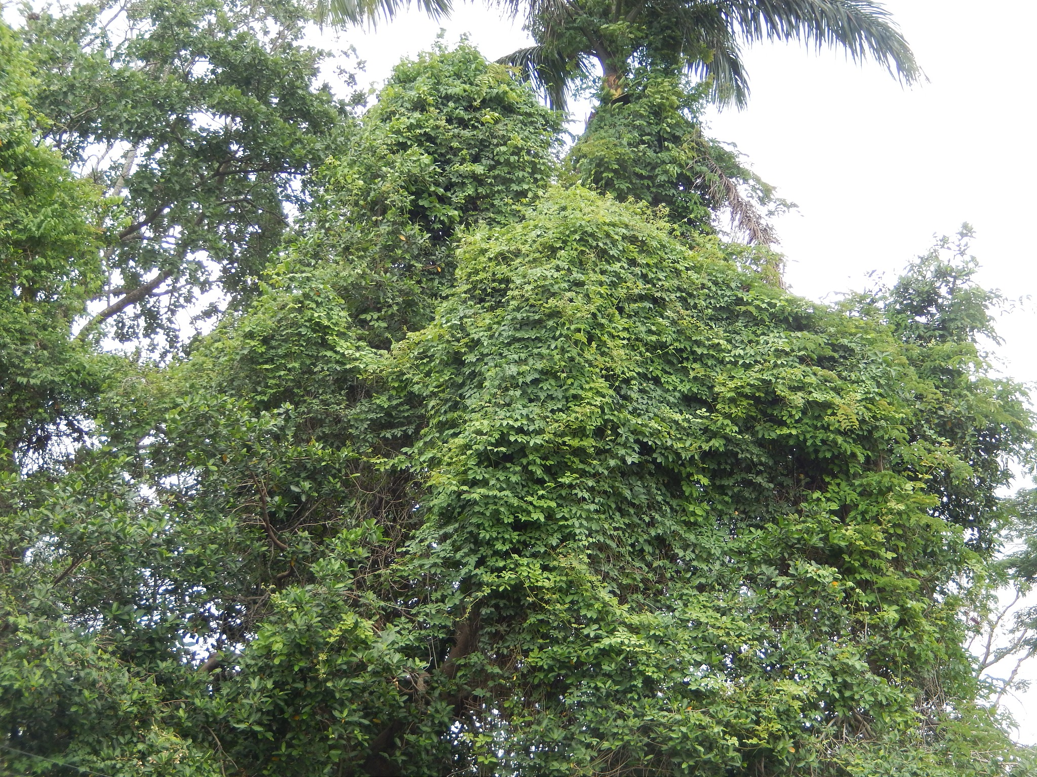 《森林生态学与管理》：稿件类型与研究范围