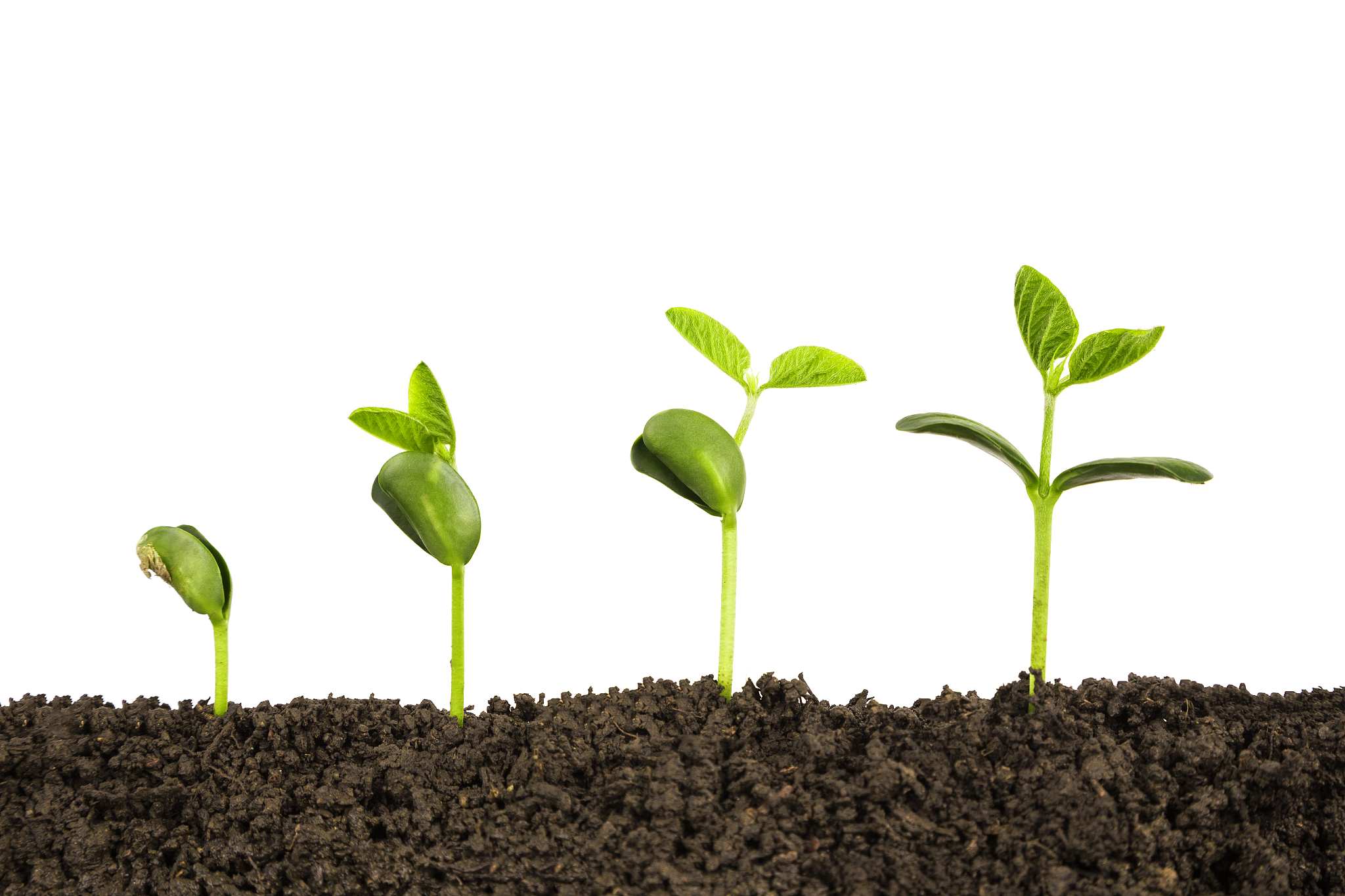 请600字博客文章主题是：如何在ppt中加入视频