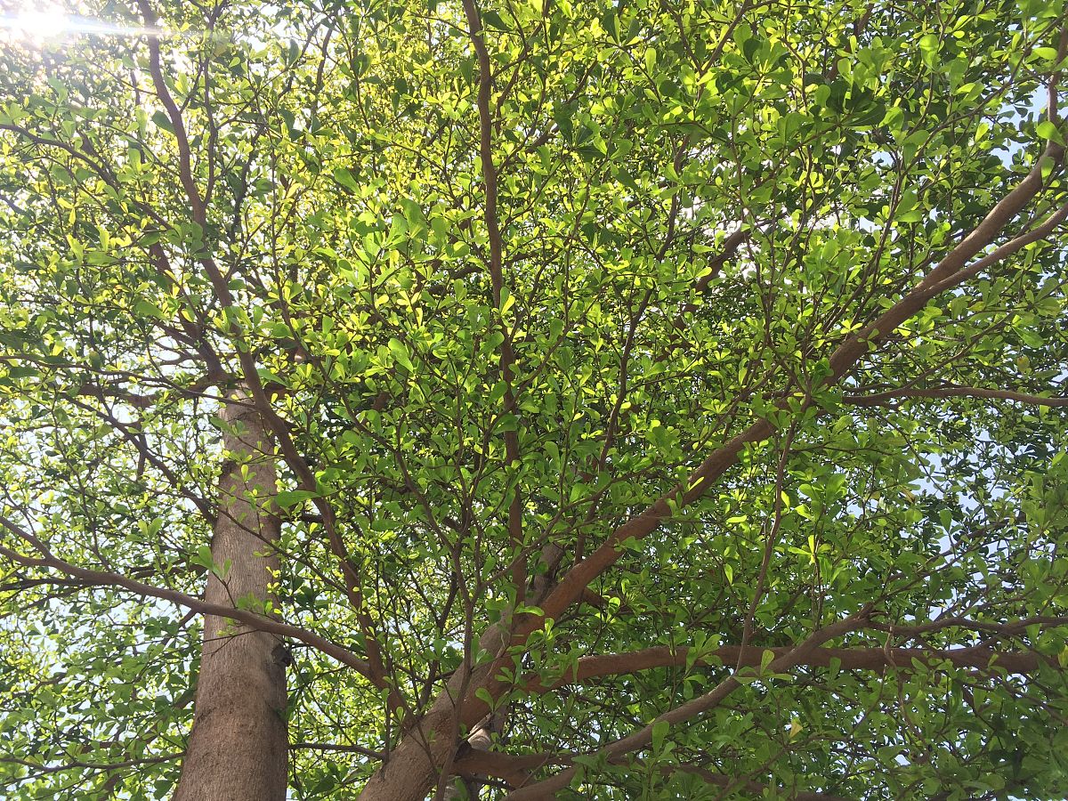 小青杏 生物角度 分析