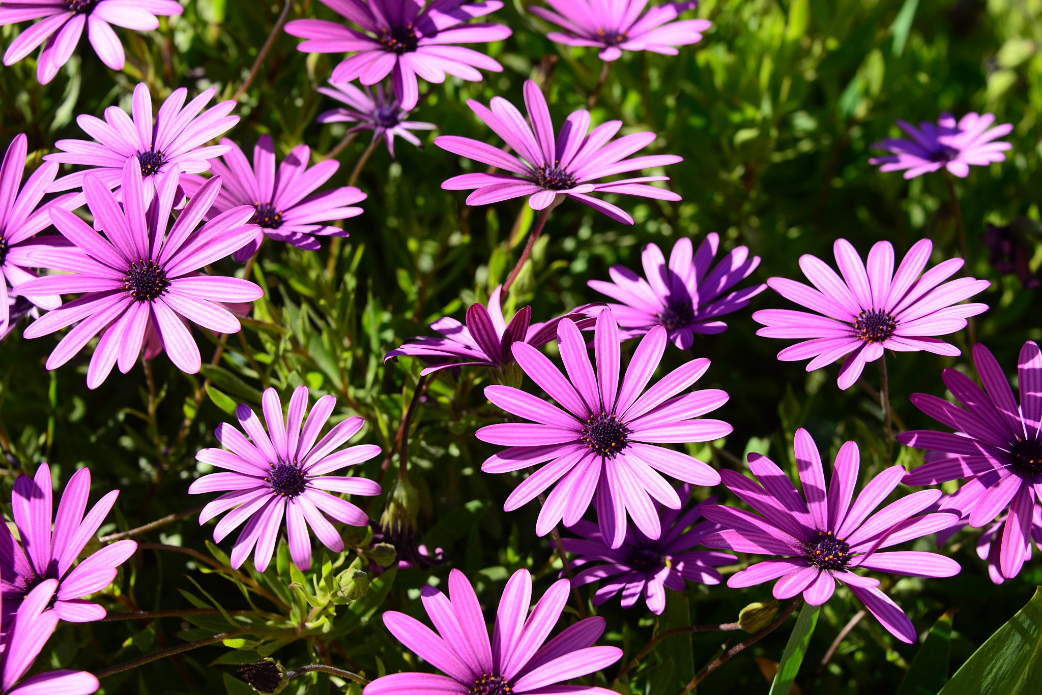 magaritenblüte in spanien