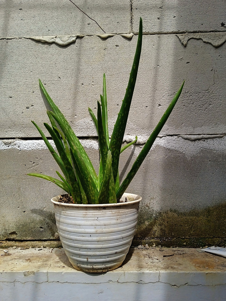 金芦荟怎么盆栽 金芦荟怎么养