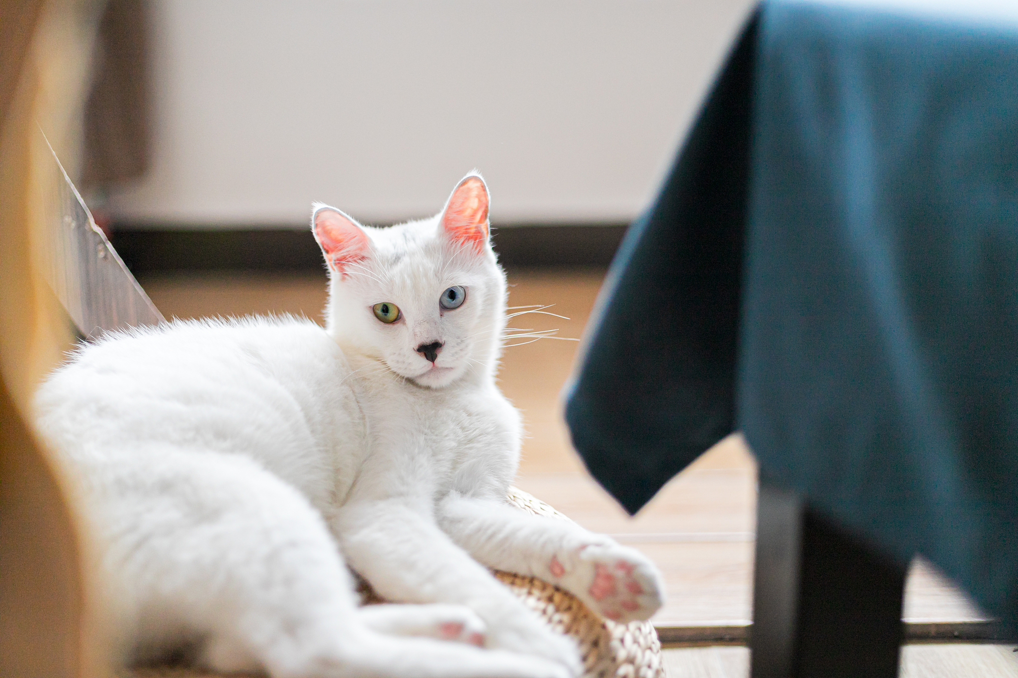 猫下泌尿道综合征的病因