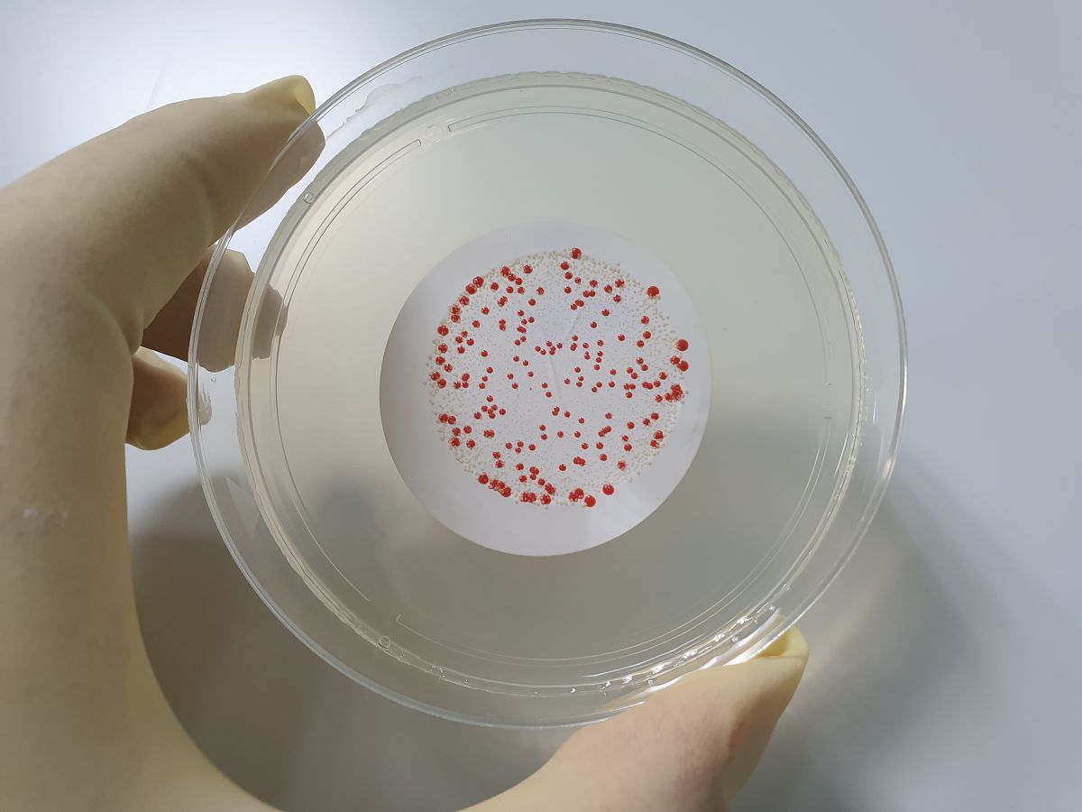 写一篇详细的纯净水社区推广方案