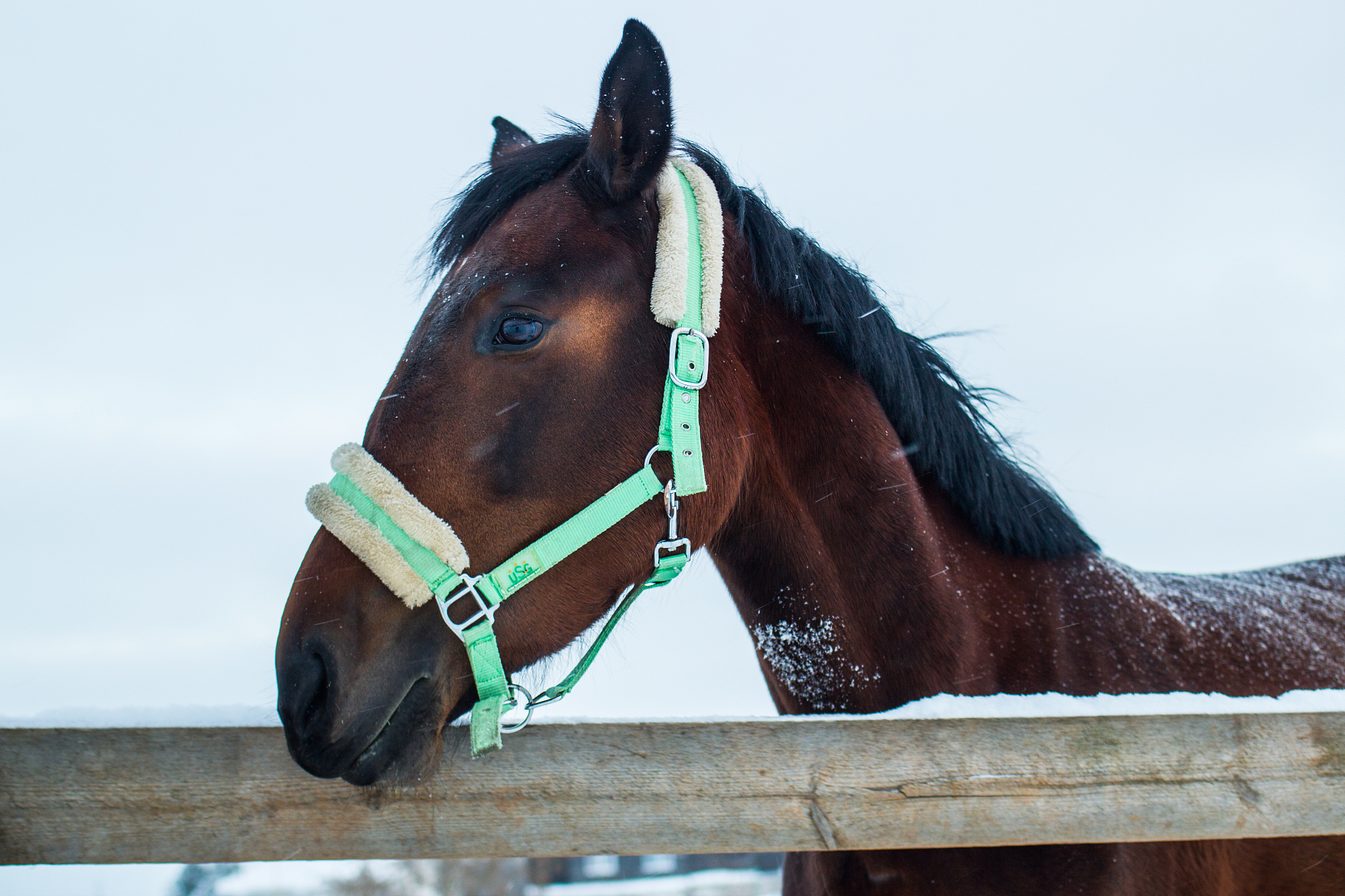 horses on winter farm