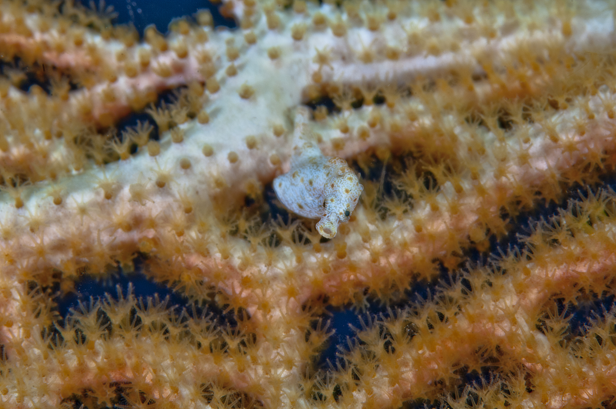 黑黑的天低垂亮亮的繁星相随虫儿飞虫儿飞你在思念谁？来往的人群喧嚣的街市我们置身其中有时也会感到陌生、感到寂寞、感到孤独。但我们心里总会留有一份情感因为总有一些令我们牵挂的人、事、物让我们感到安慰。请以牵挂为题写一篇文章。要求：请根据自己的生活经历或体验写作；不少于600字；文中不得出现真实的校名、人名和地名；除诗歌外体裁不限。注意你的身份是学生请不要出现与工作有关的话题。