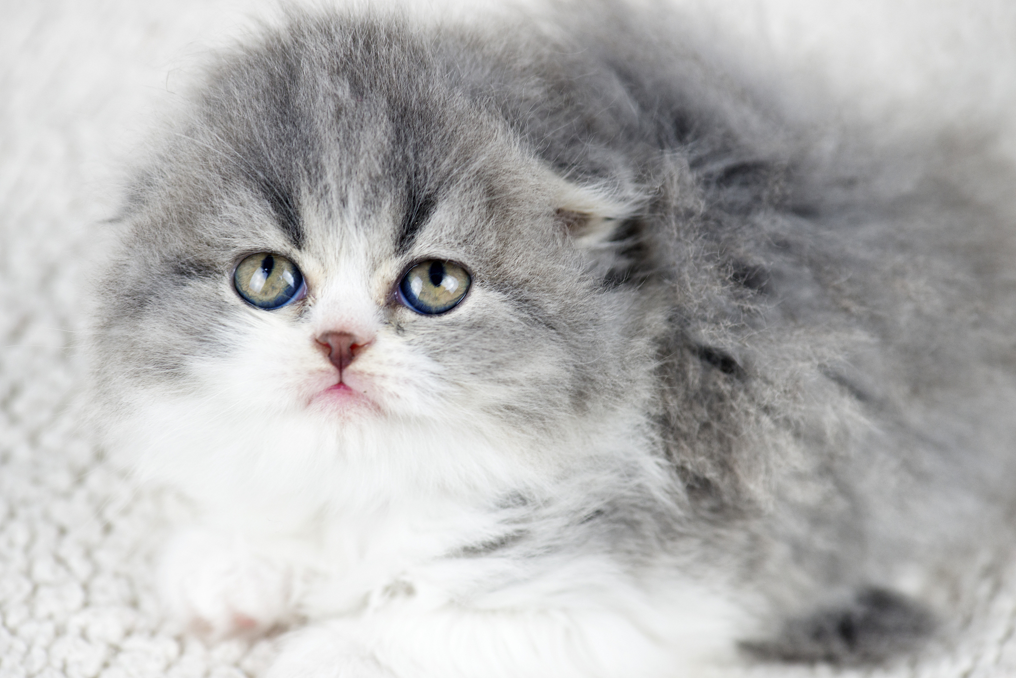 猫咪毛色大揭秘！你家猫主子是什么性格？