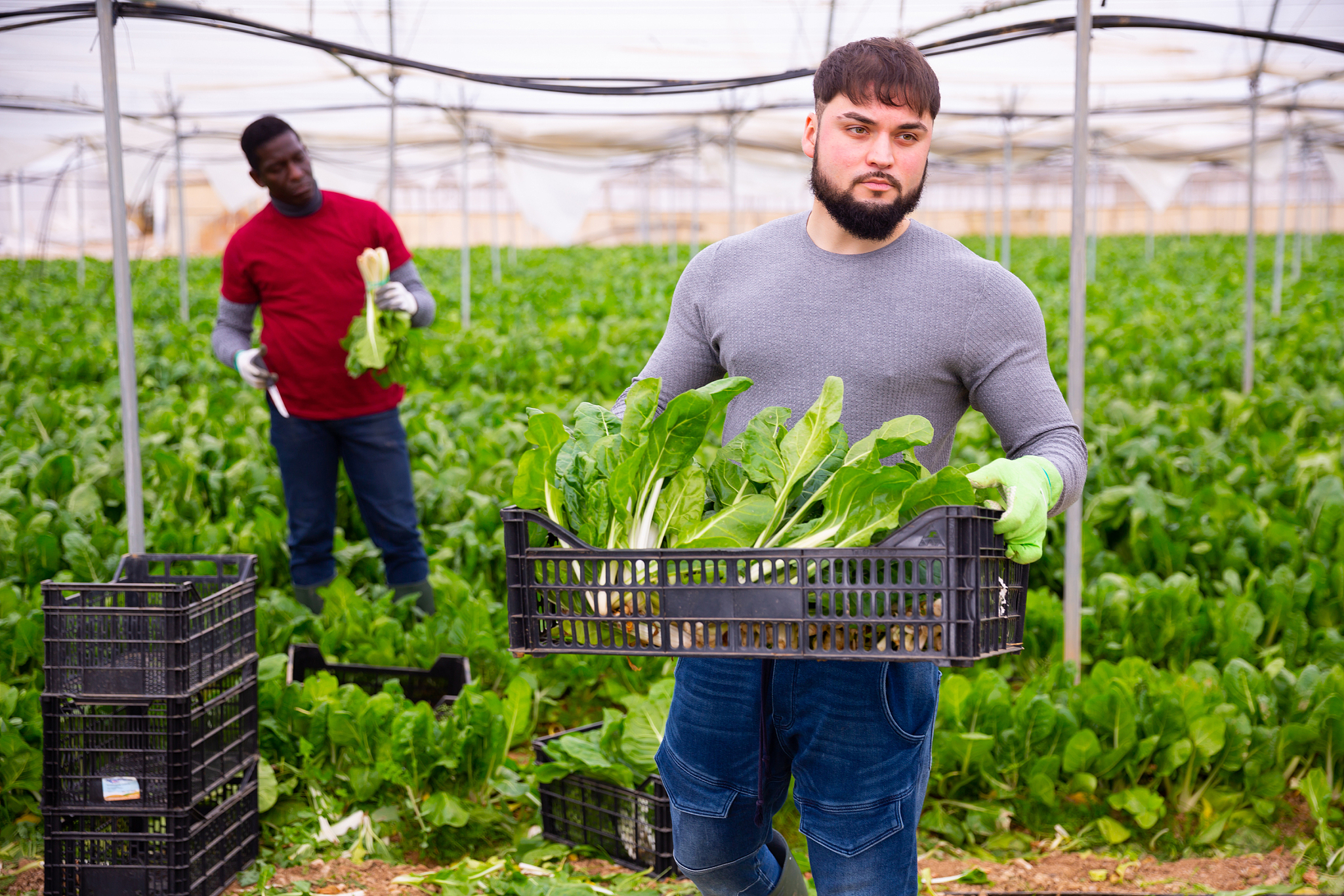 黑龙江农业经济职业学院五年制大专收往届生吗