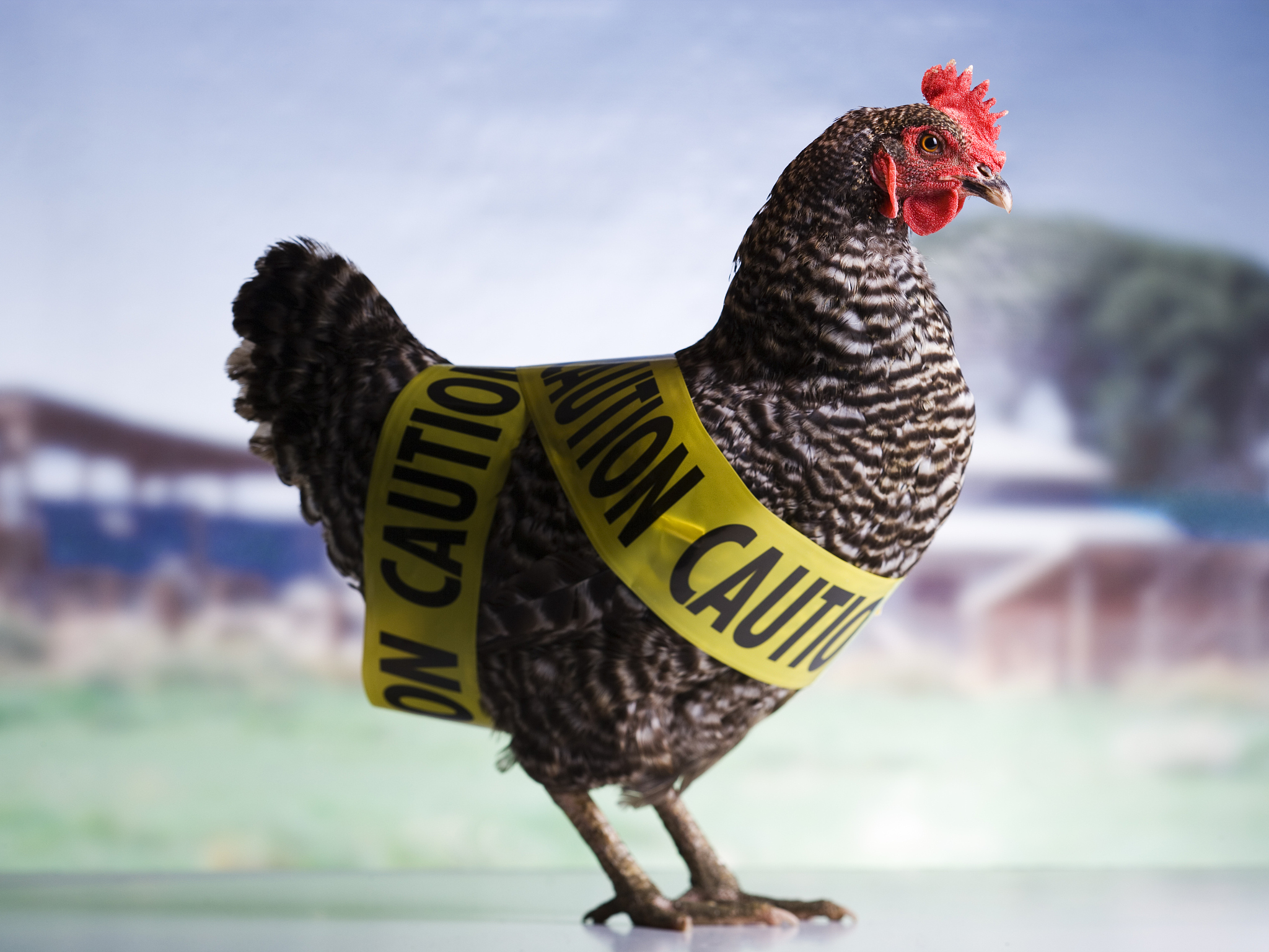 infected chicken