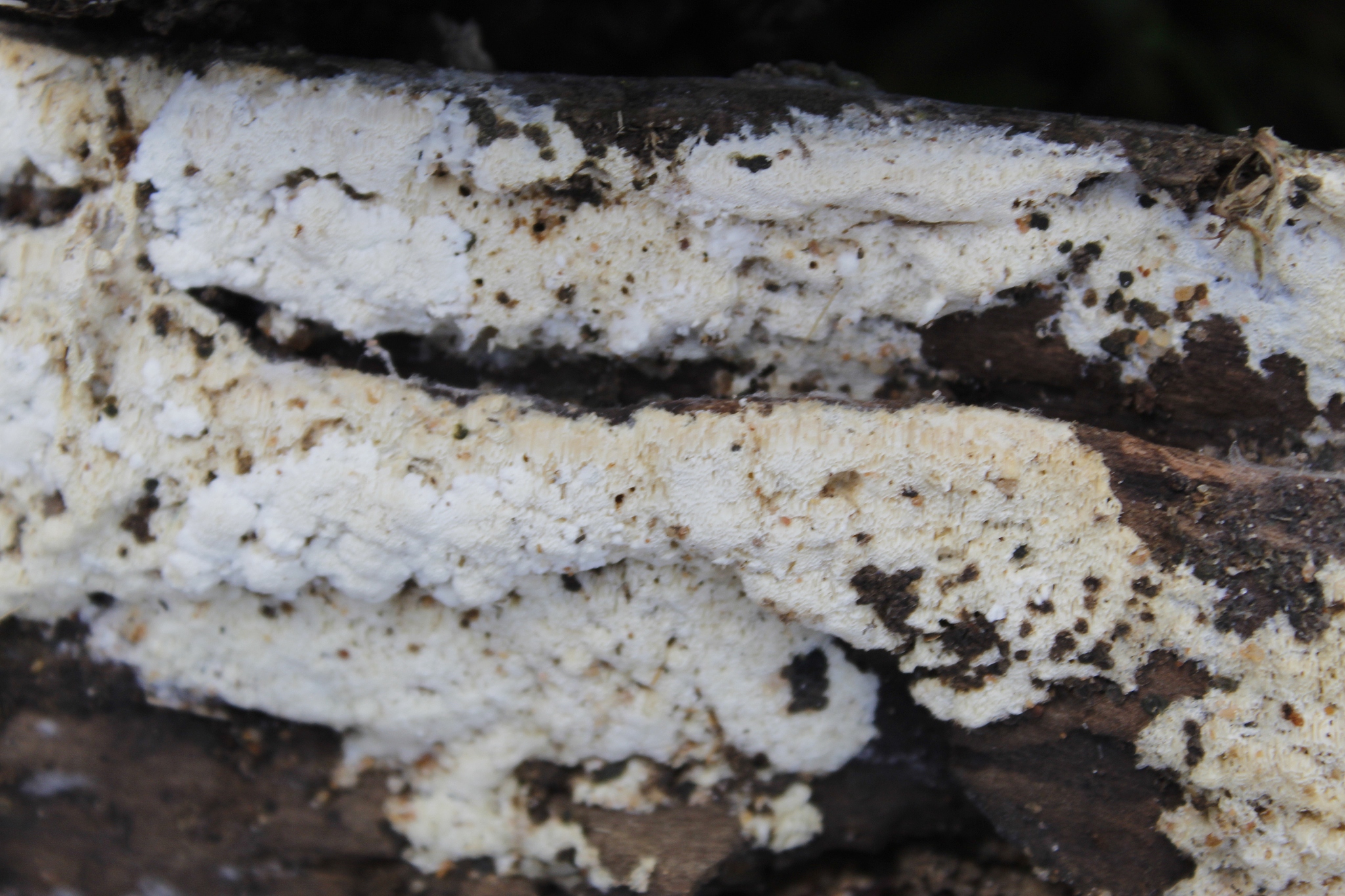 fungus on old tree bark