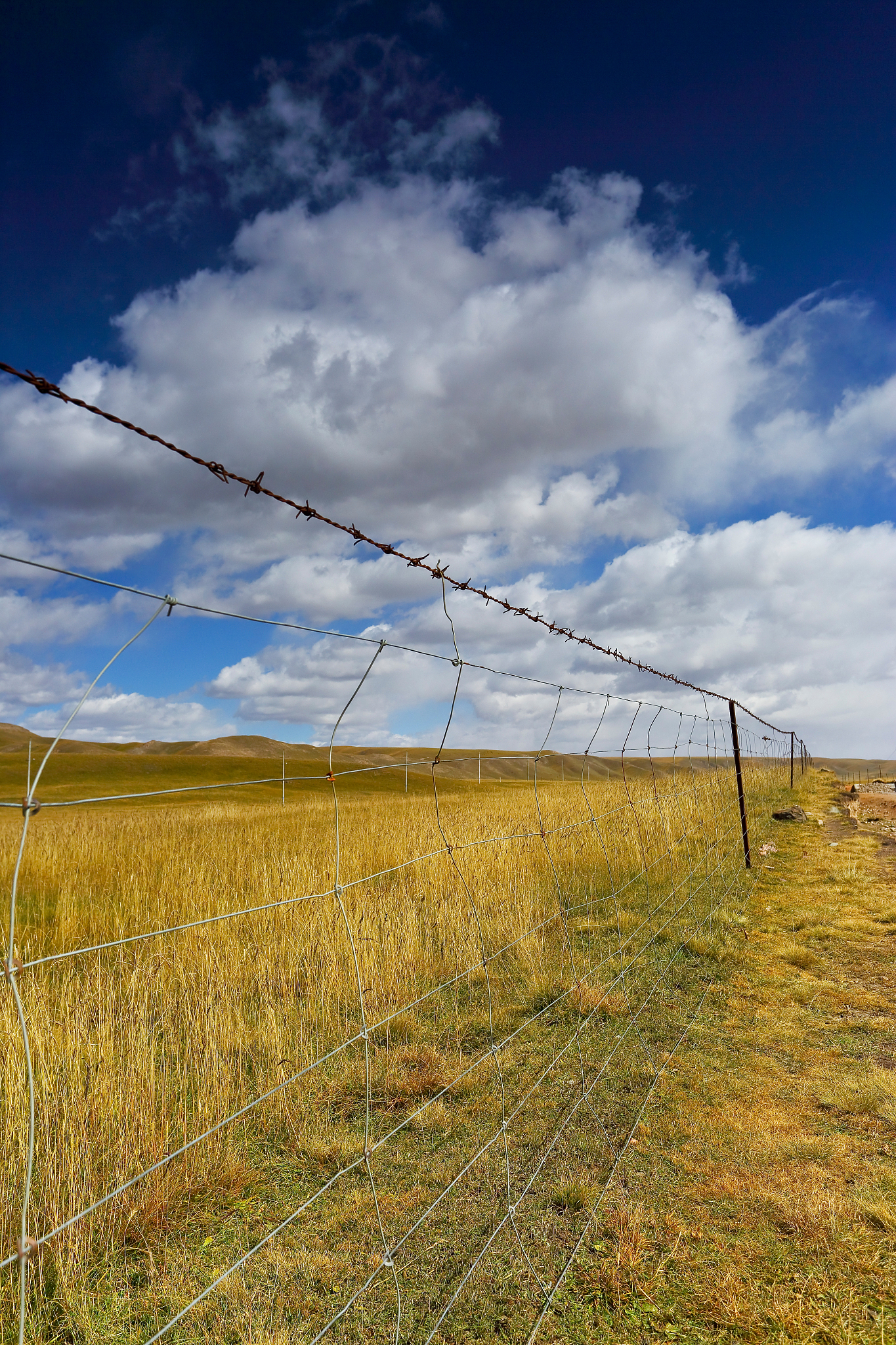祁连山干旱区森林分布原因解析：地形、地理位置和土壤的共同作用