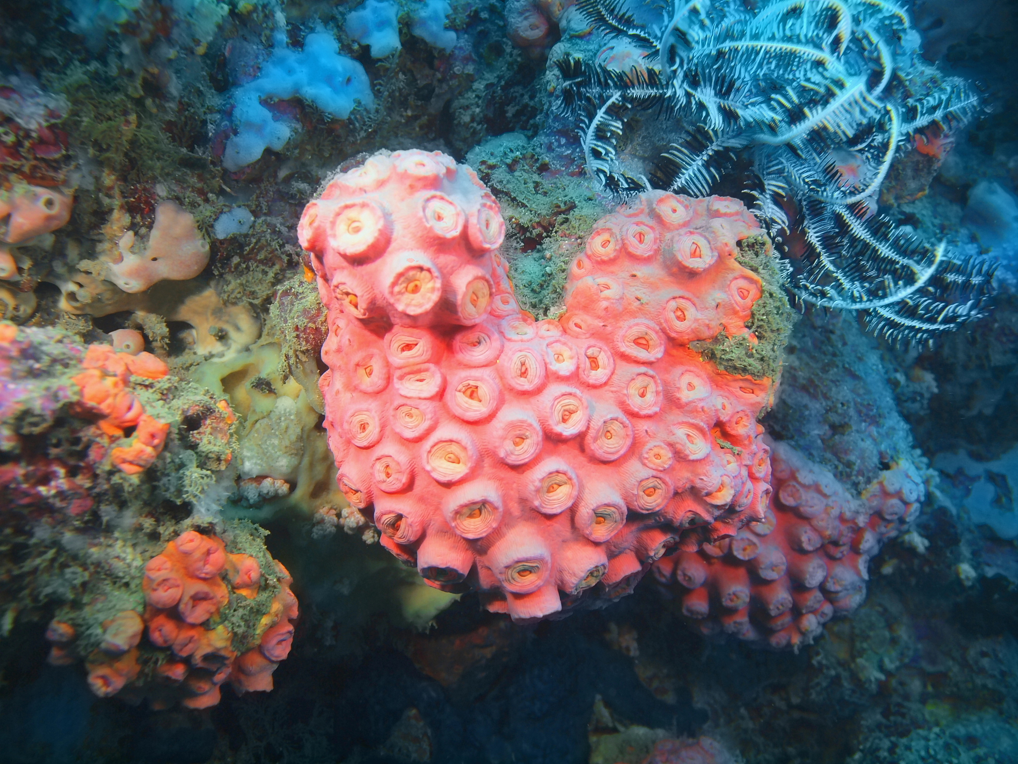 stone coral