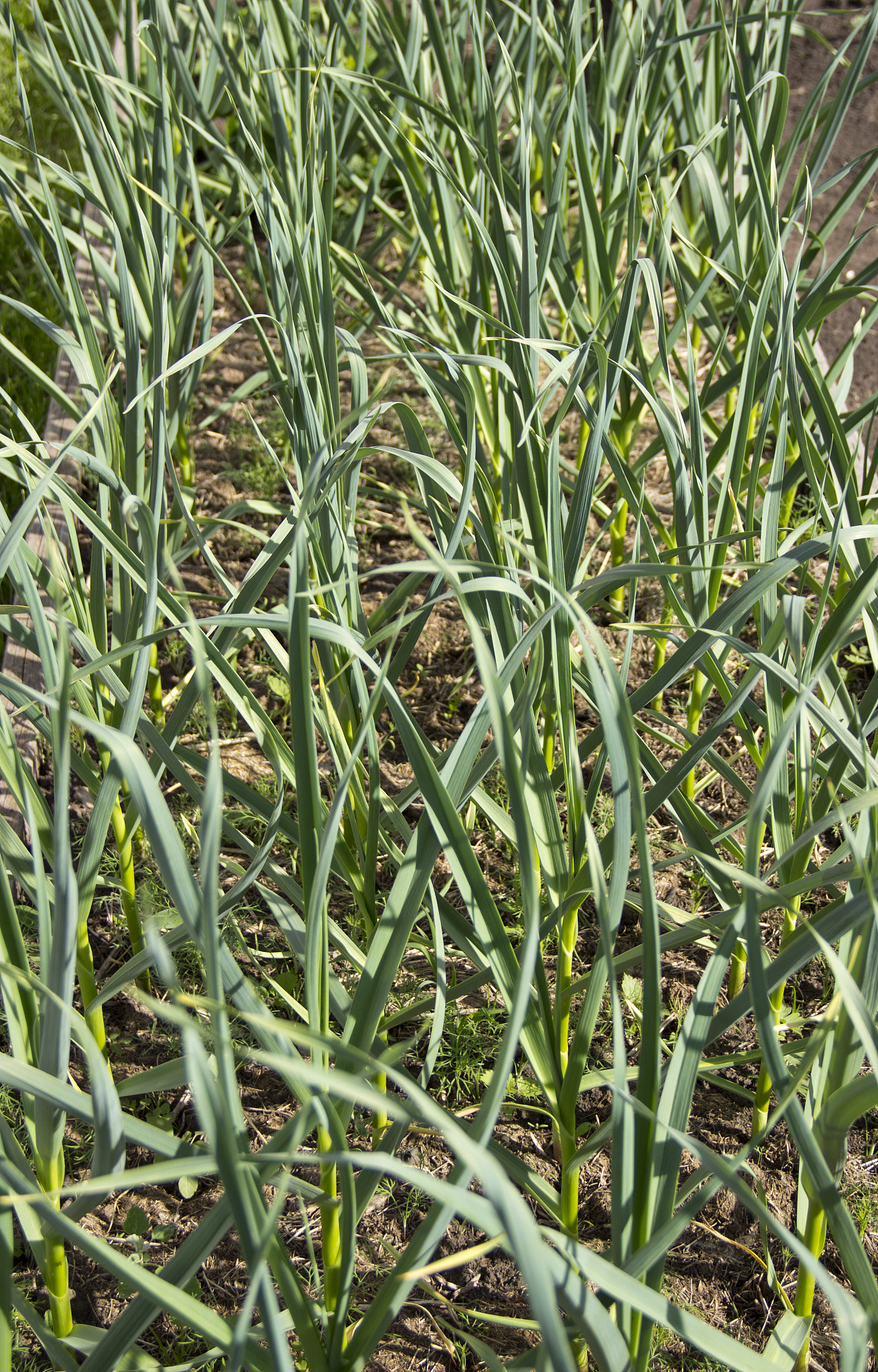 beds of planted garlic in natural light.
