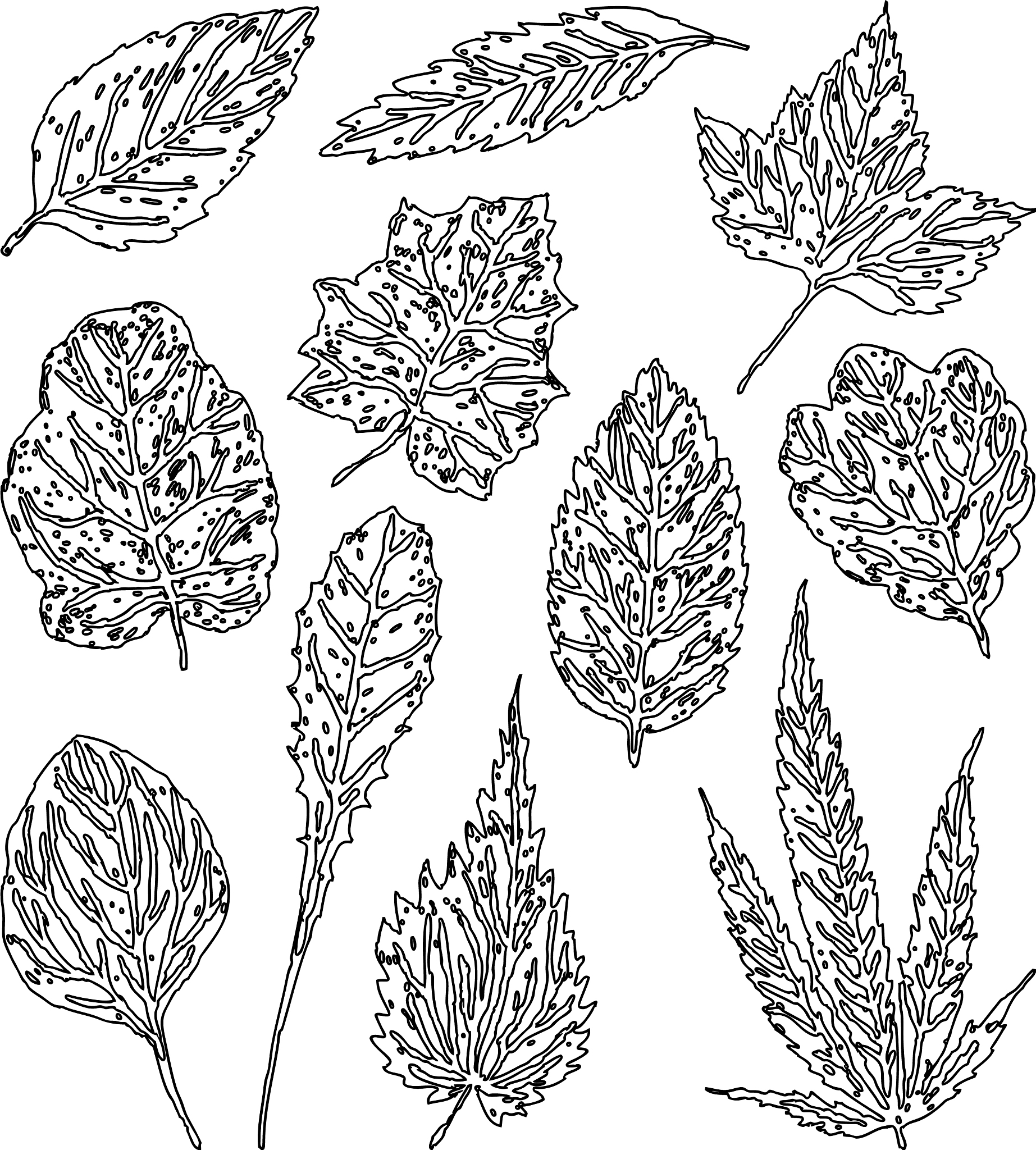 a set of leaves of different plants