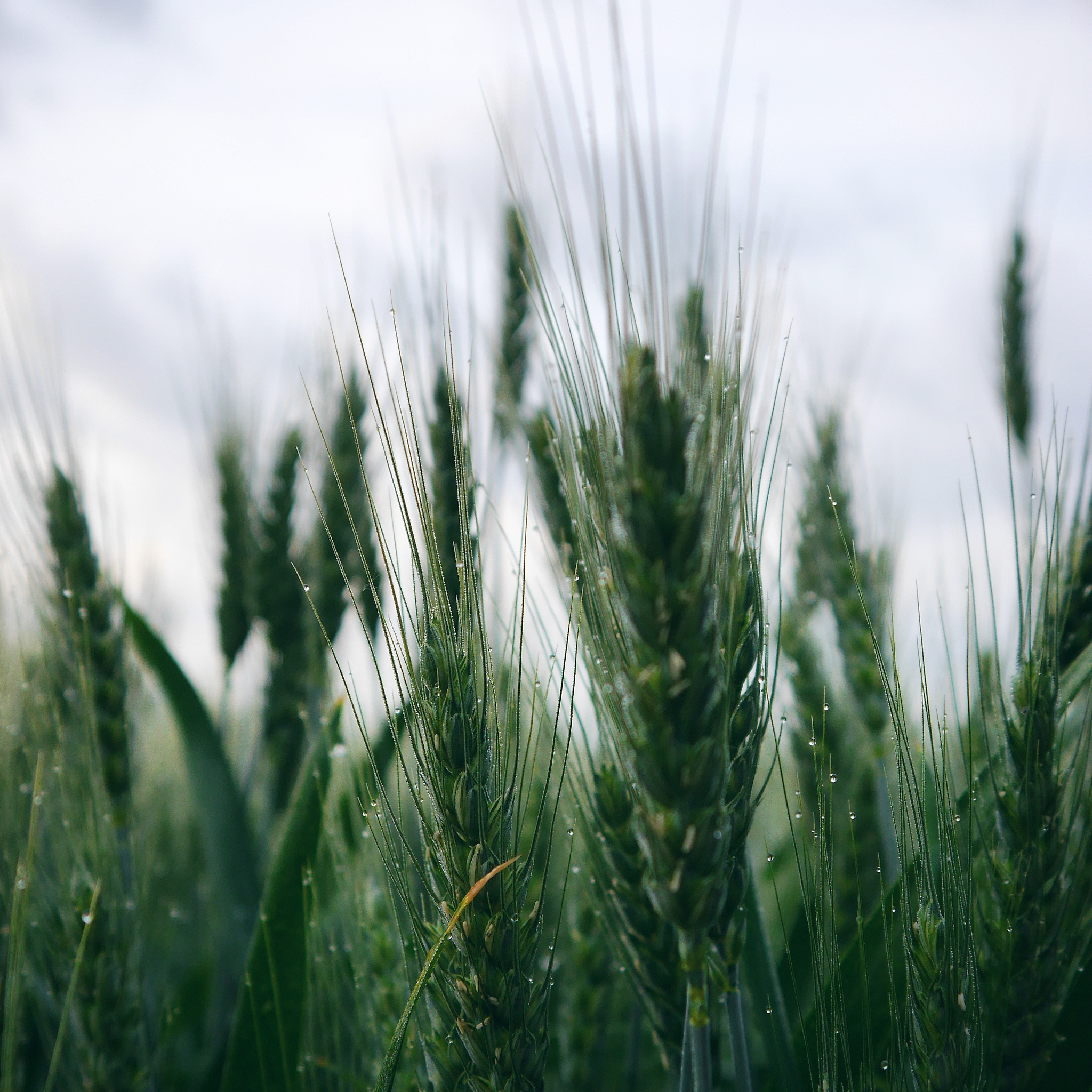 使用R语言和APSIM模型模拟土壤深度对小麦生长的影响