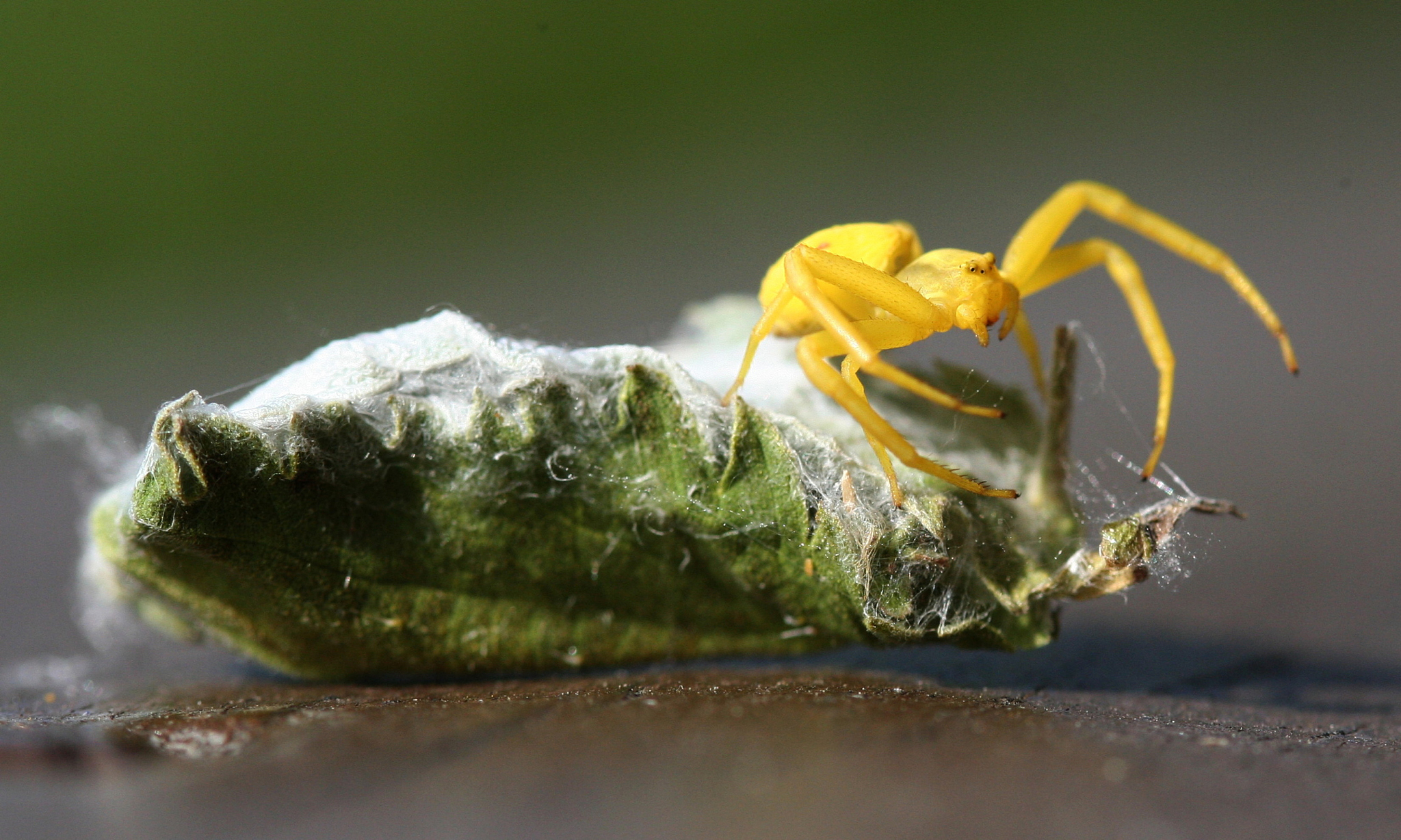 close-up of yellow spider on leaf wrapped with web
