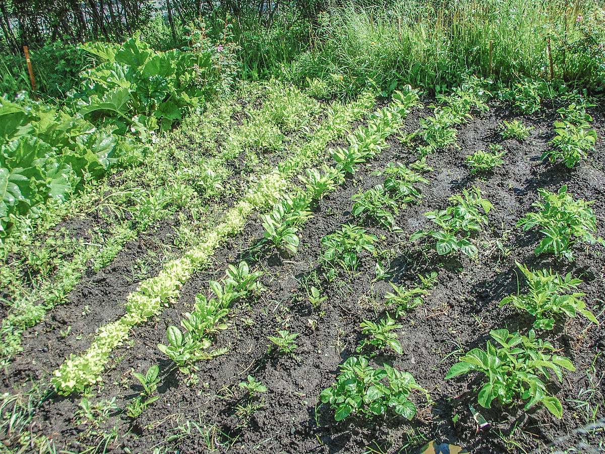 菠菜粉碎对土壤有影响吗 用200字帮我描述