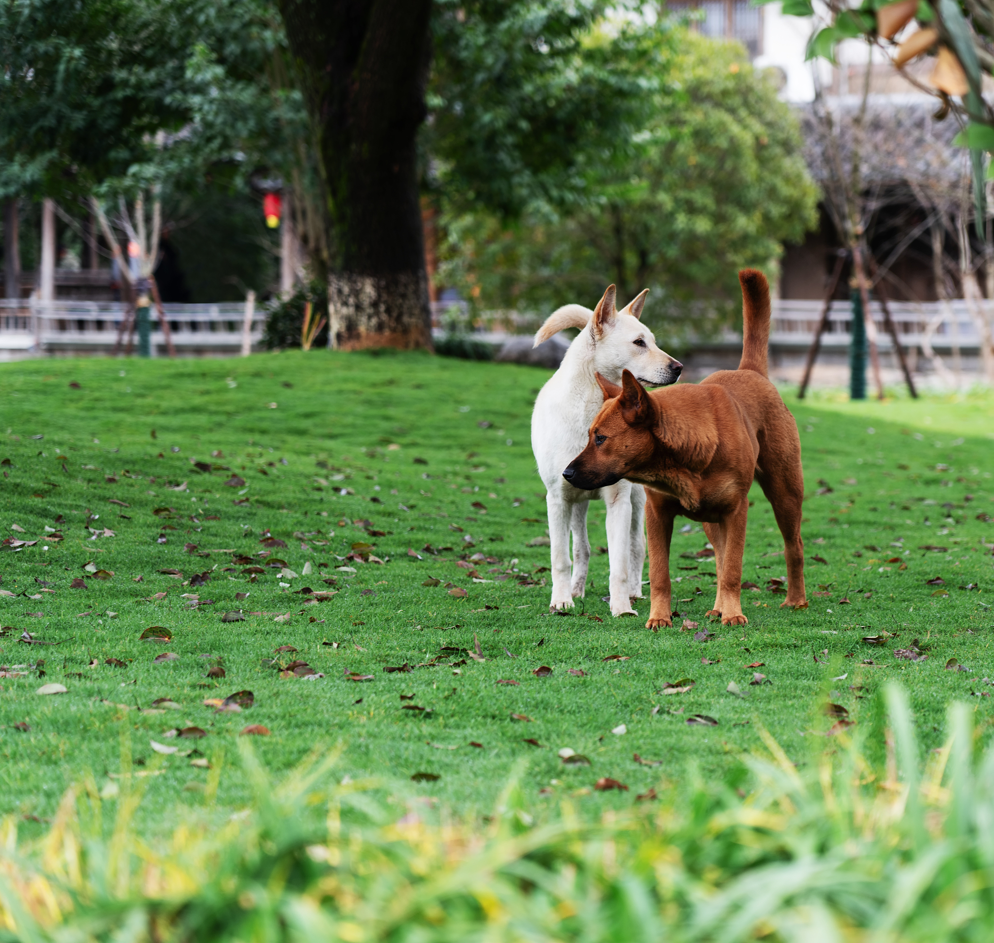 蒙自森林公园可以带狗狗进去 要注意什么帮我用200字详细描述