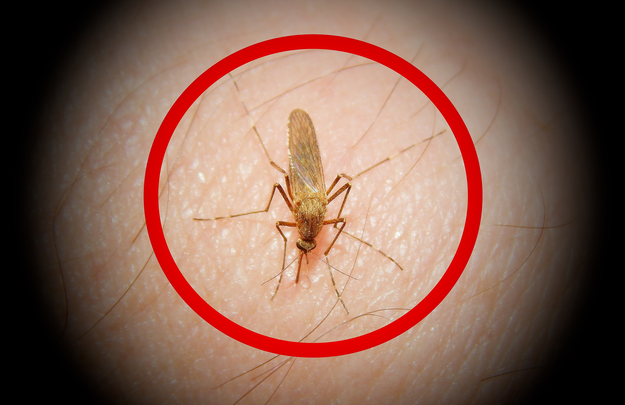 寄生虫传播媒介：蚊子、跳蚤、蜱虫、苍蝇等昆虫