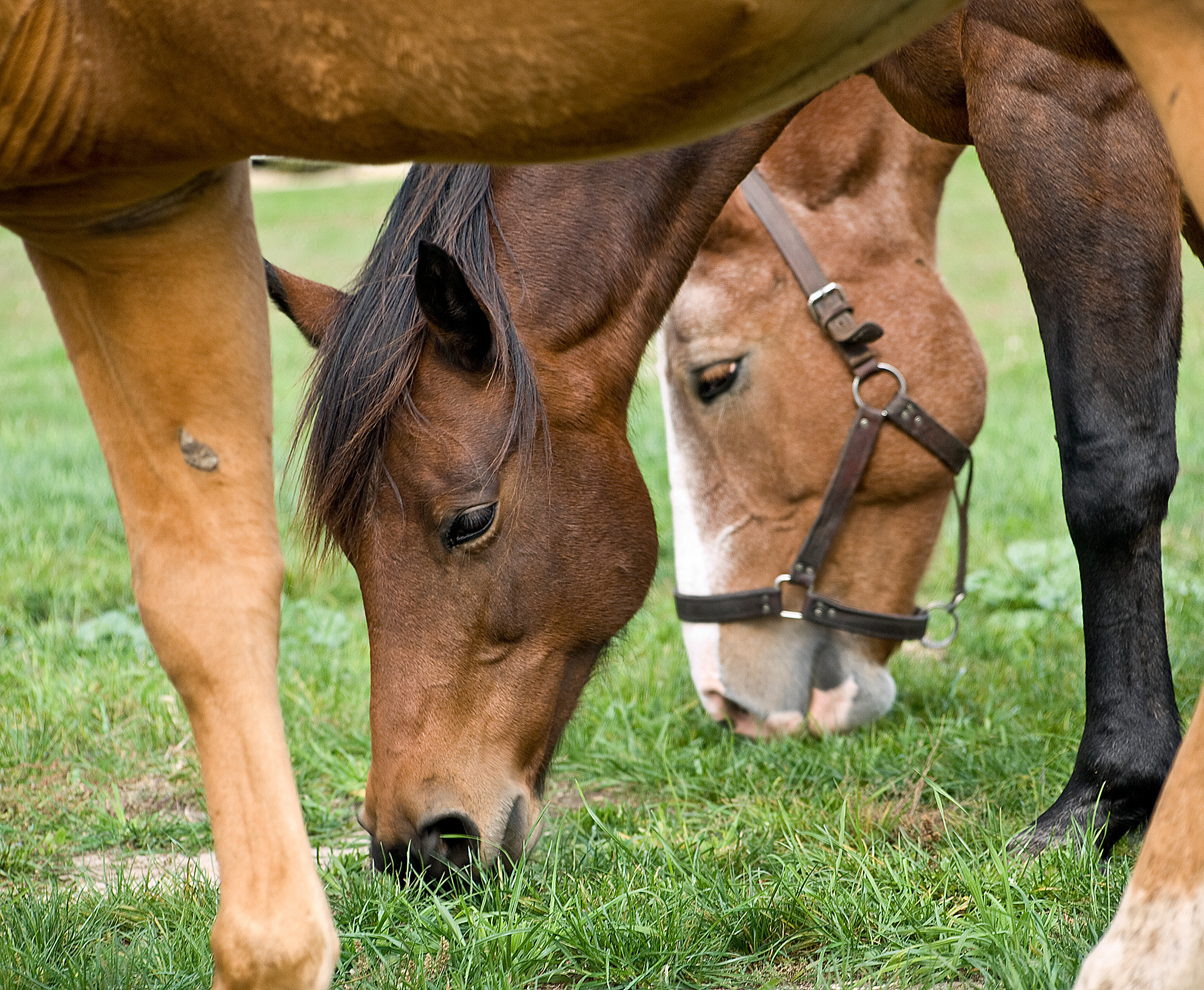 母马快生变瘦怎么办？饮食调理和药物帮助
