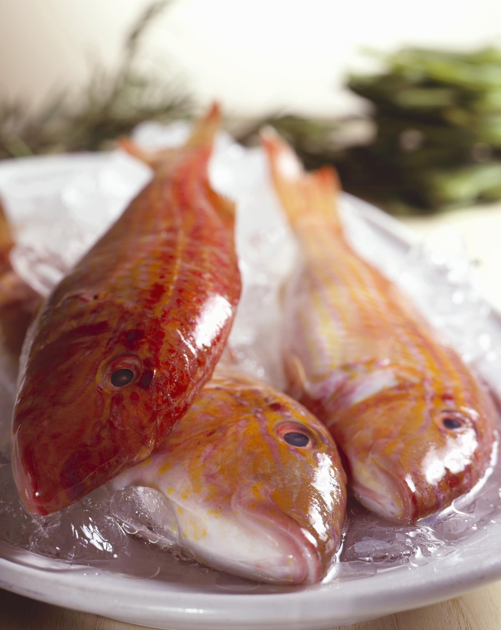 red mullet on ice
