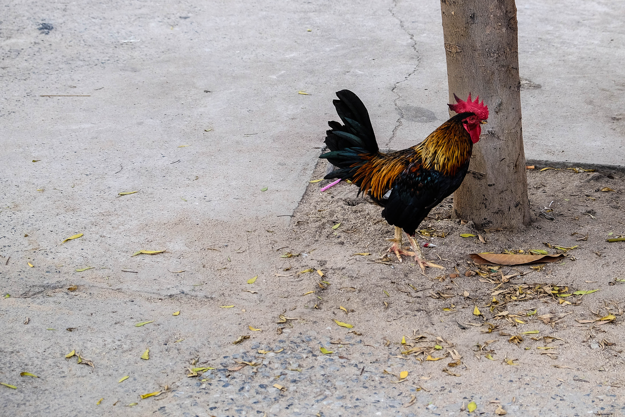 chicken
