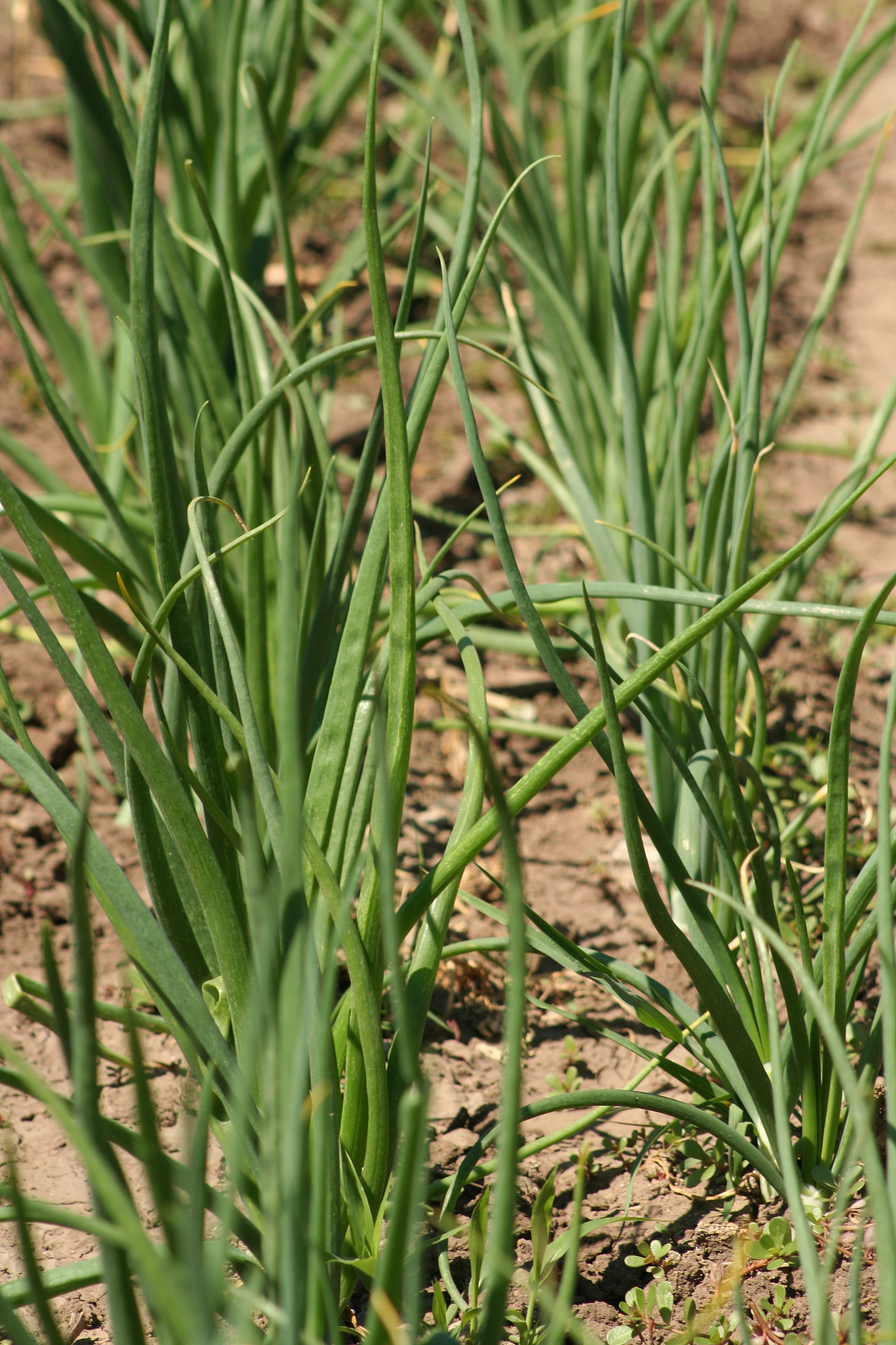 graden of green onions verticle