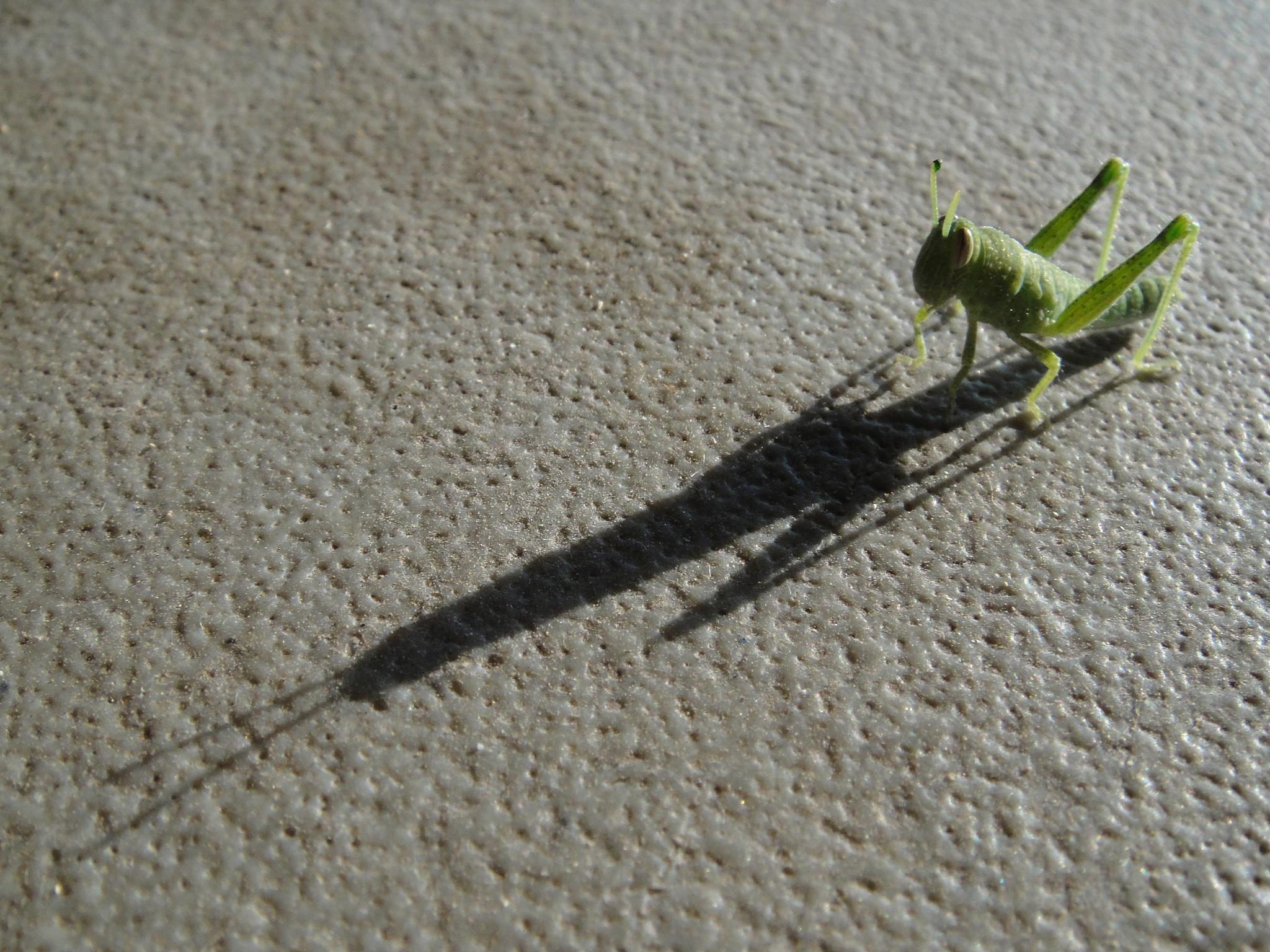 蝗虫足的数目对跳跃能力的影响论文大纲