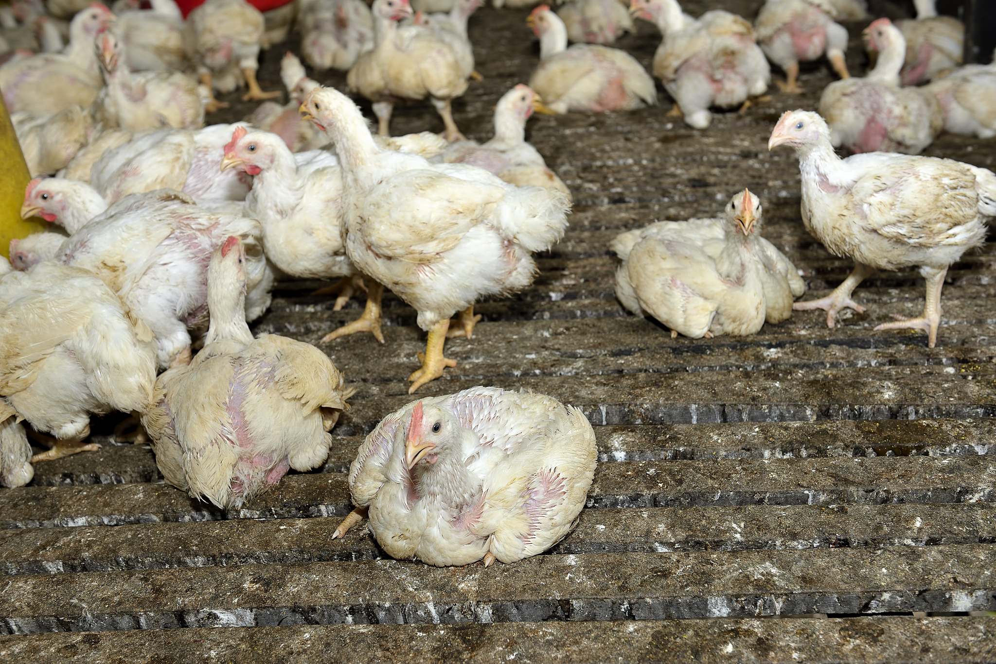 蛋鸡个体发育和疫病行为表征技术研究有什么意义和作用。