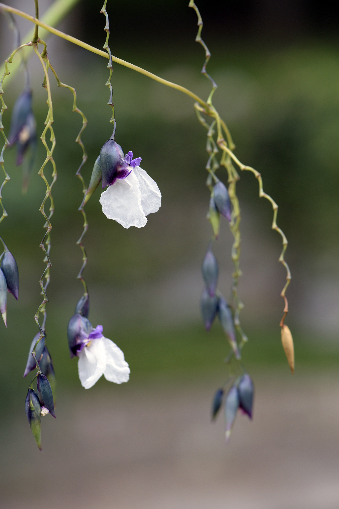 生态系统稳定性：为什么生态系统能保持平衡？