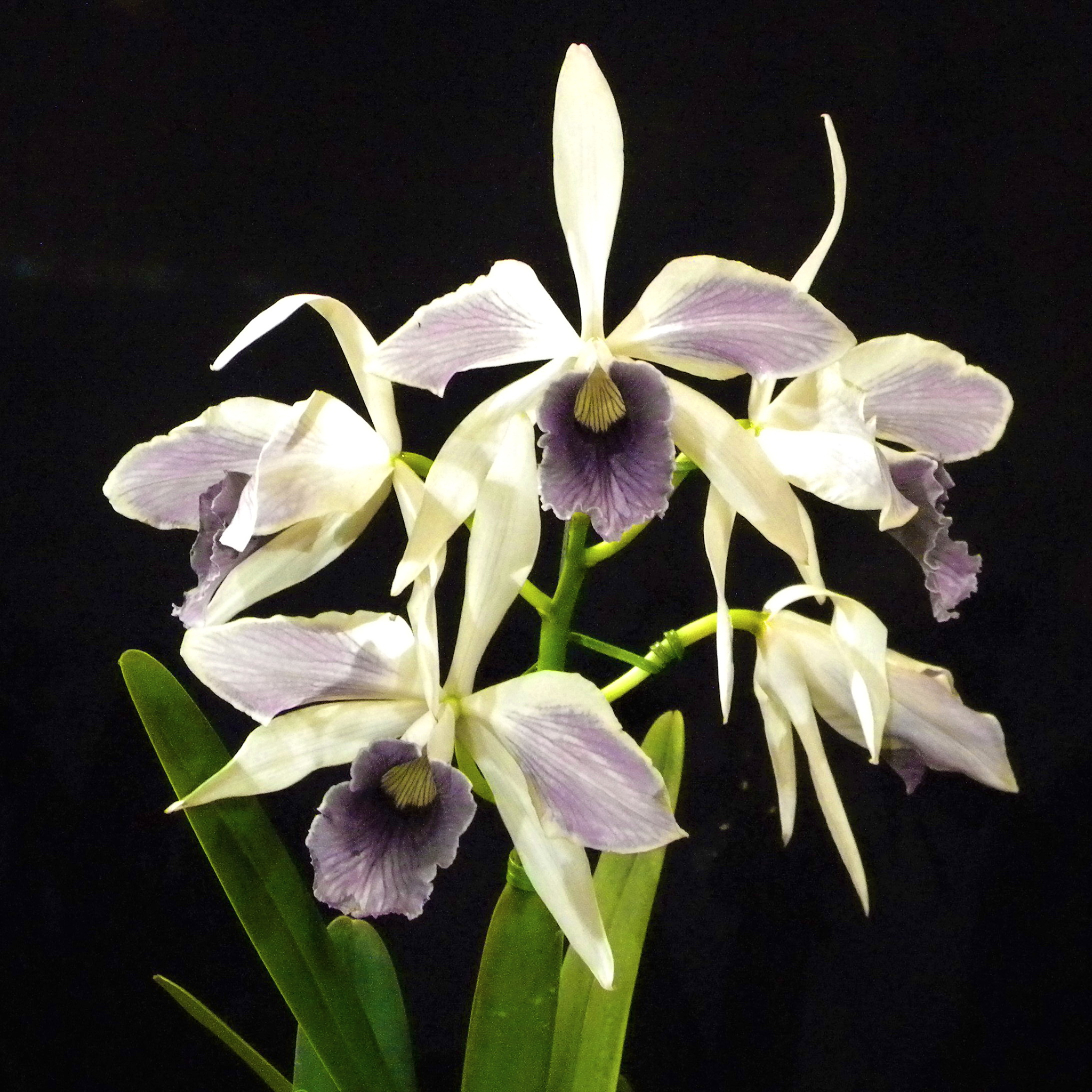 tiful orchid